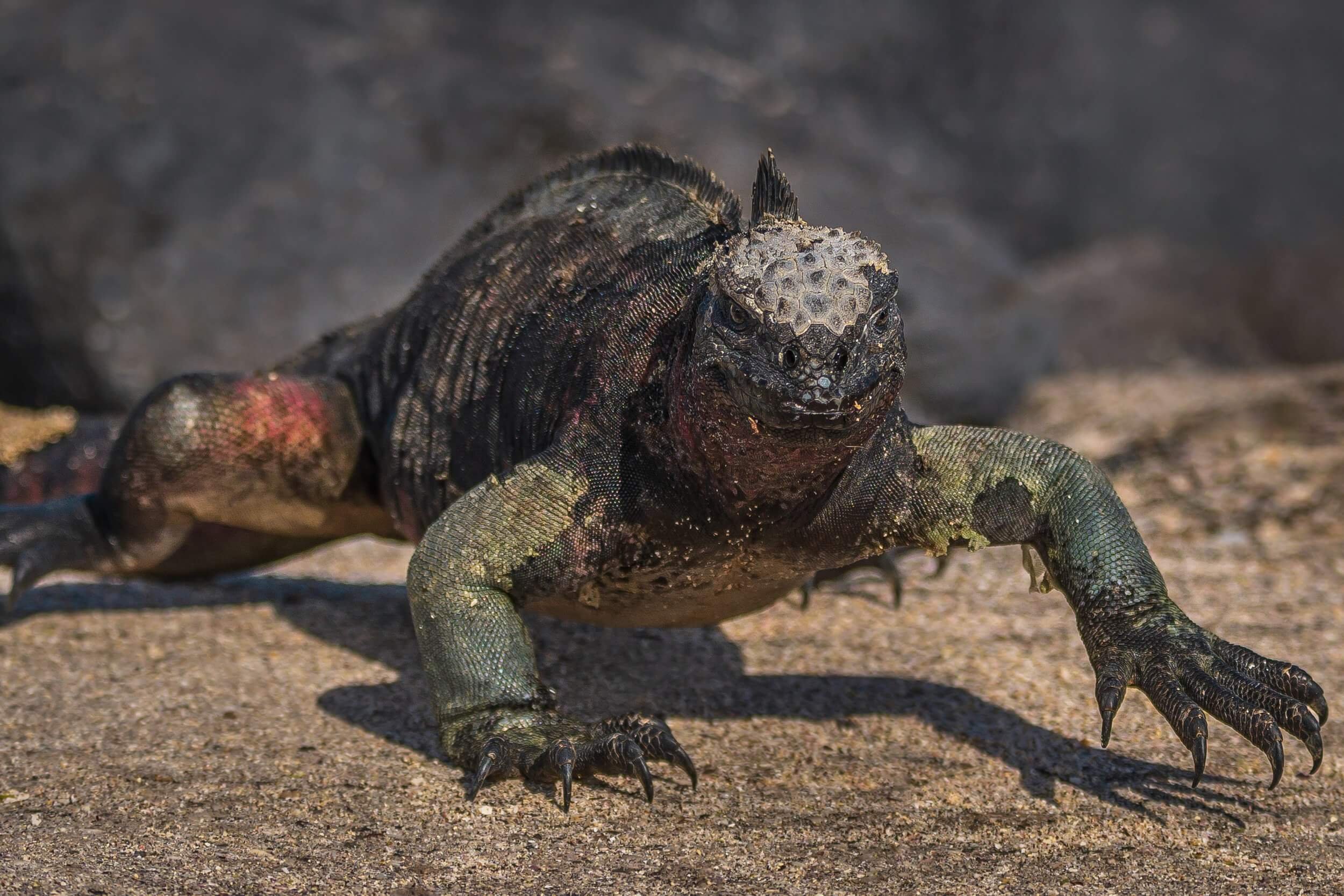 190702-GALAPAGOS-829.jpeg