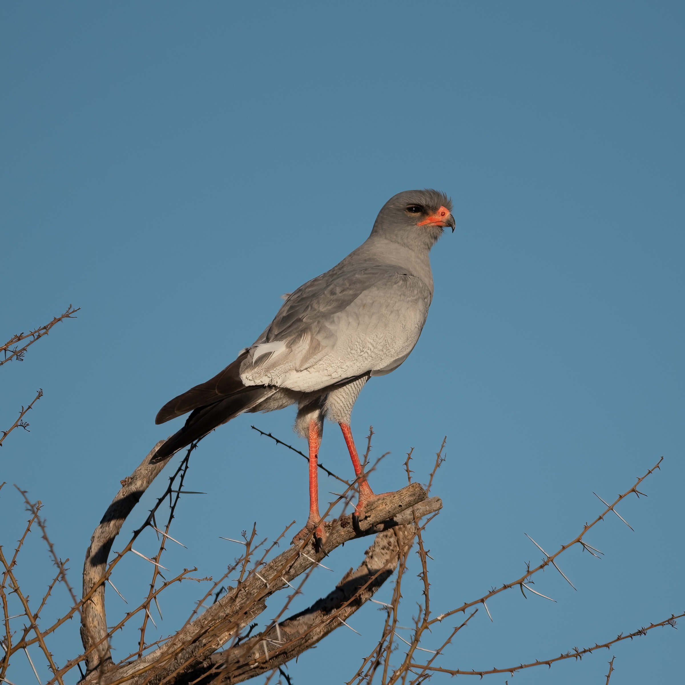 11.09 DINAKA KALAHARI-18.jpg