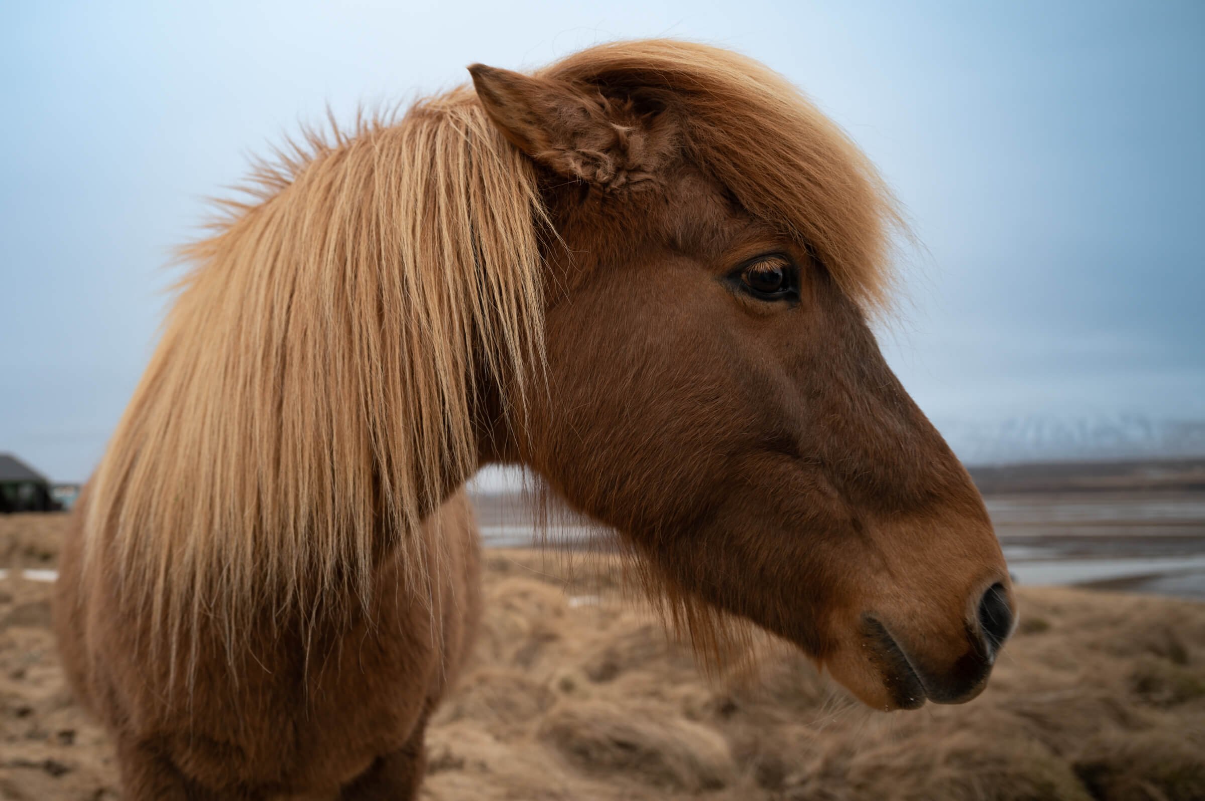 220329-ICELAND 4-124.jpg