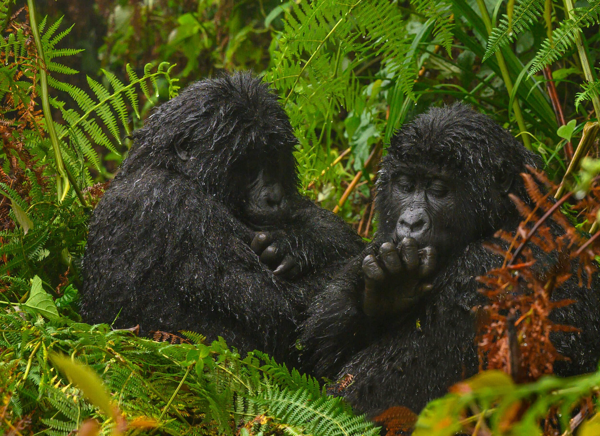 190604-UGANDA+ONLY+GORILLAS-97.jpeg