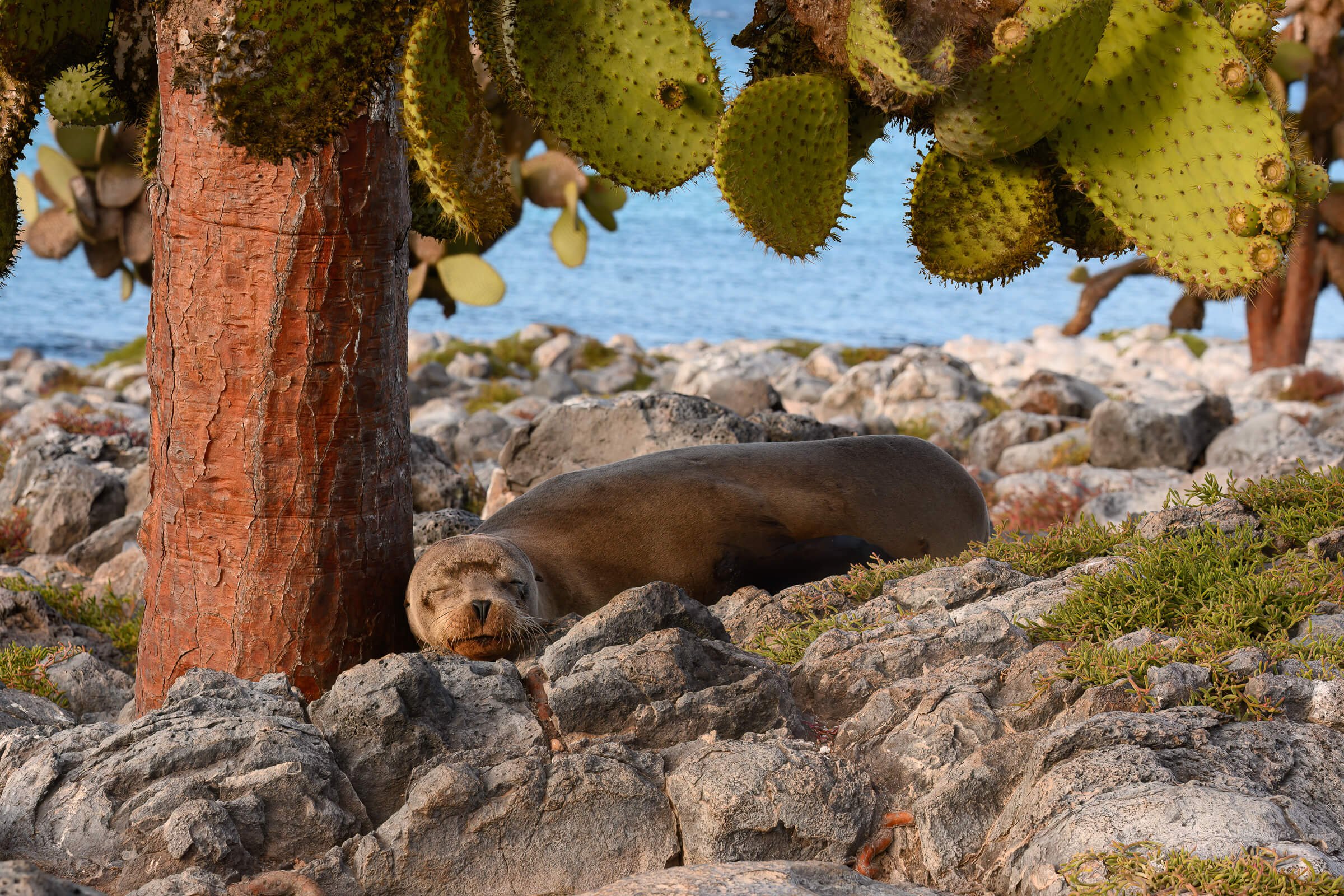 190702-GALAPAGOS-692.jpg