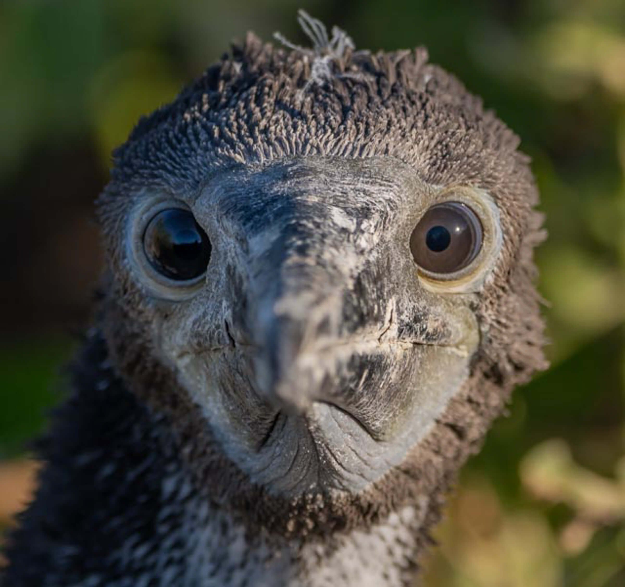 GALAPAGOS VARIOS-3.jpg