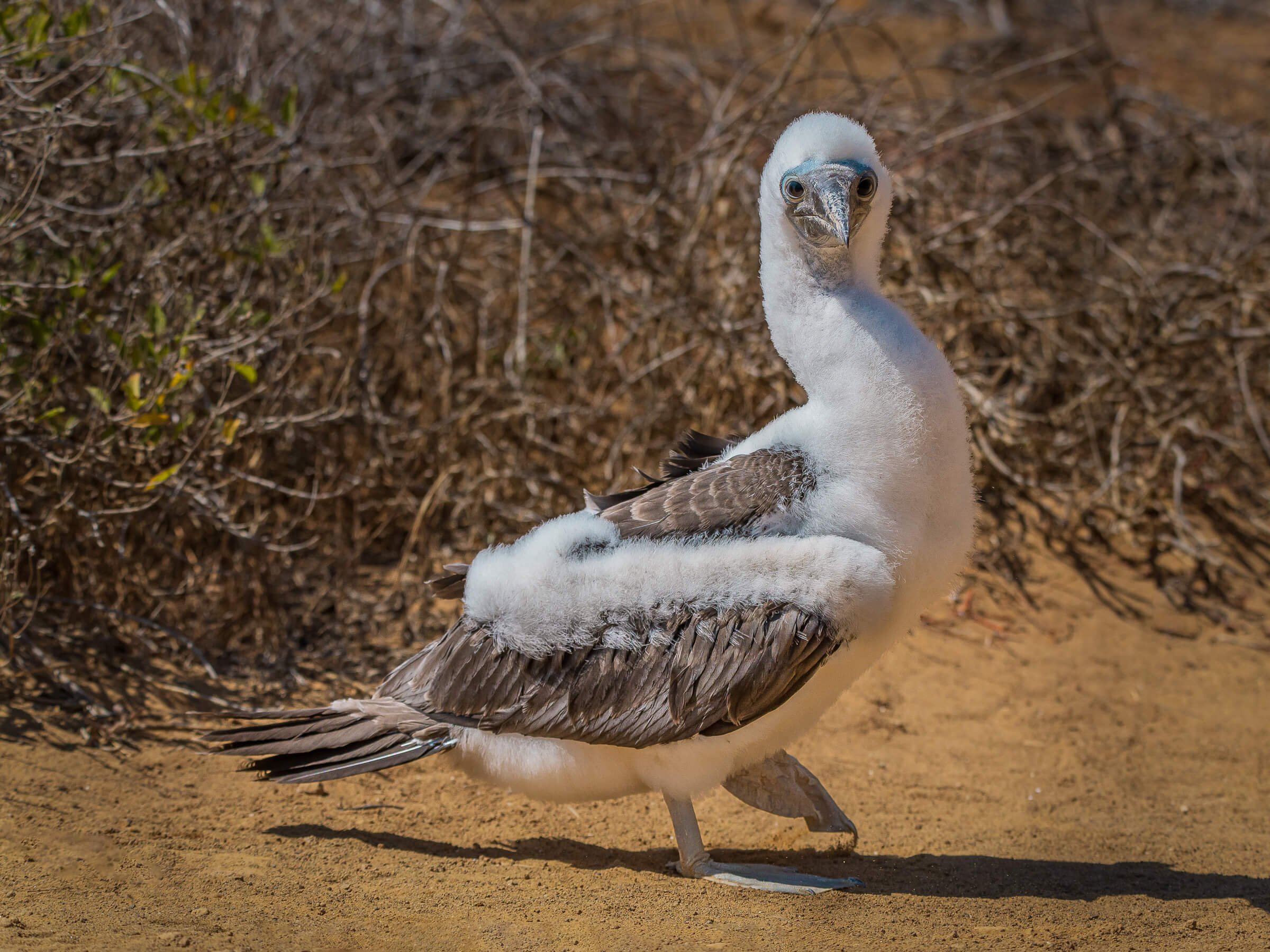 190702-GALAPAGOS-787.jpg