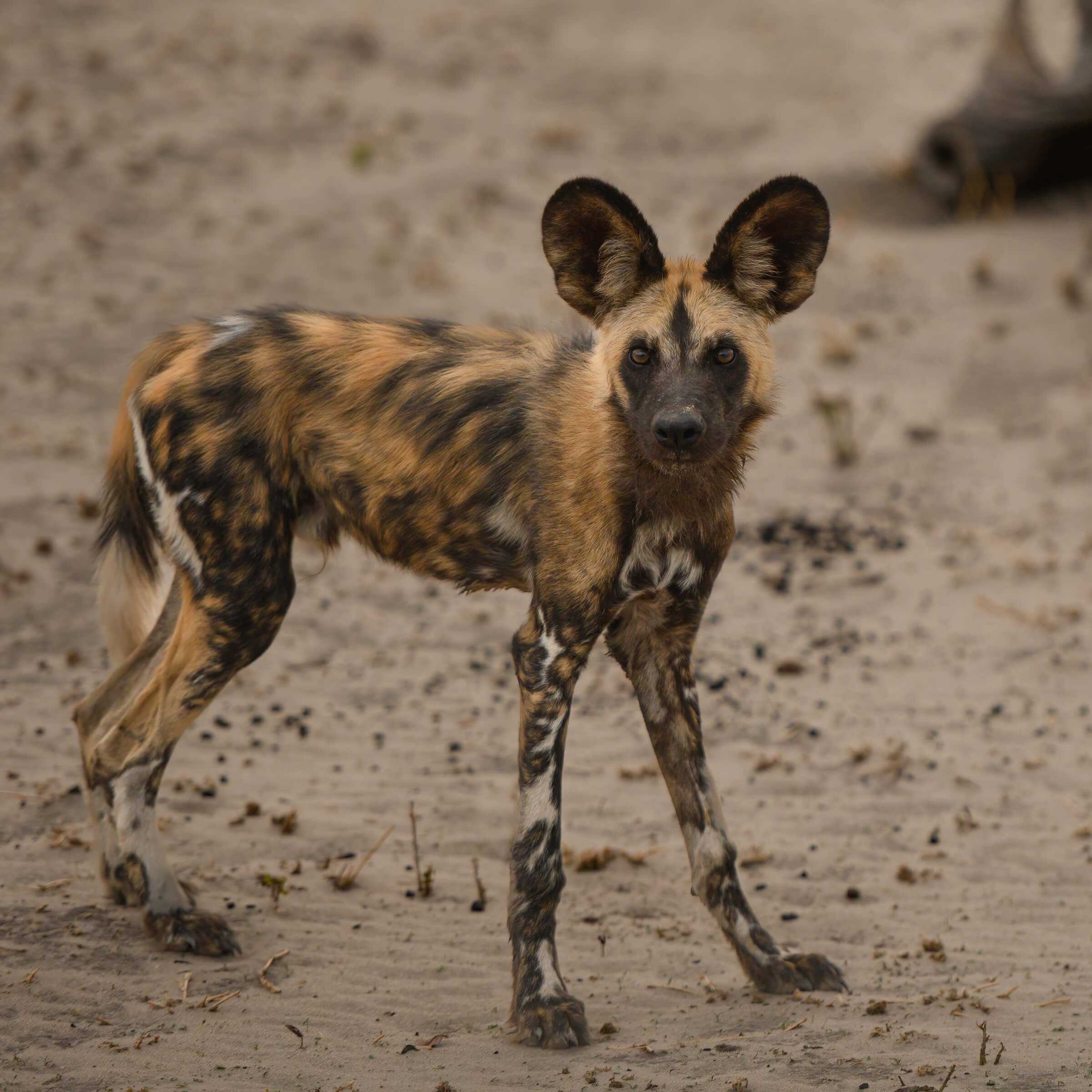 191114-BOTSWANA-469.jpg