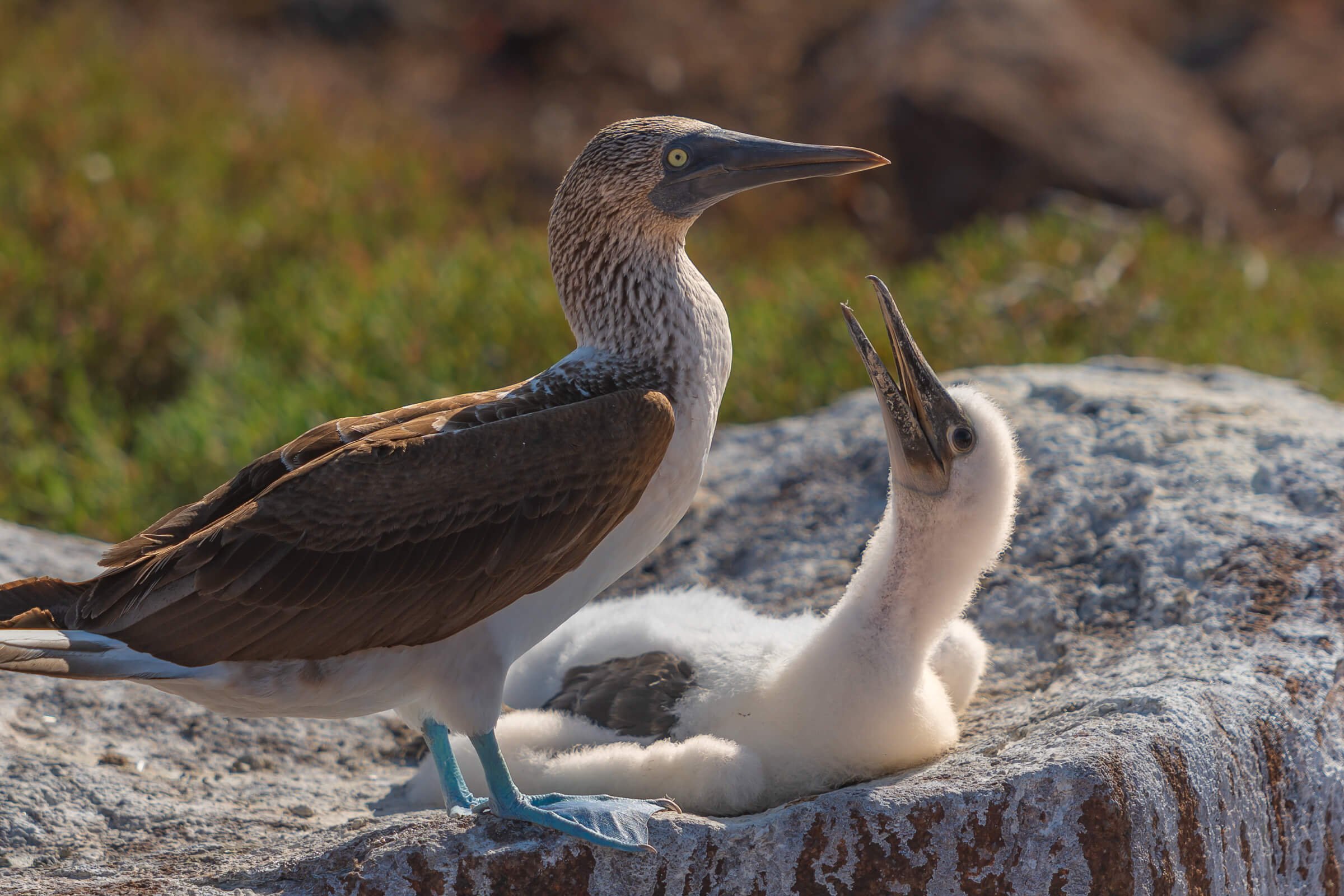 190702-GALAPAGOS-387.jpg