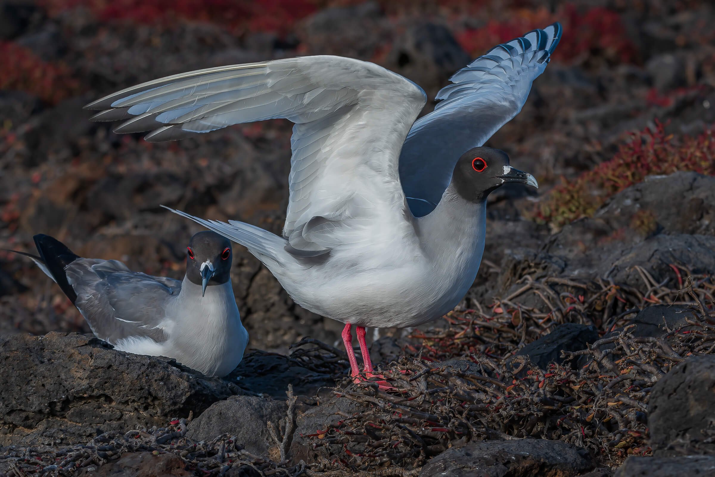 190702-GALAPAGOS-684.jpg