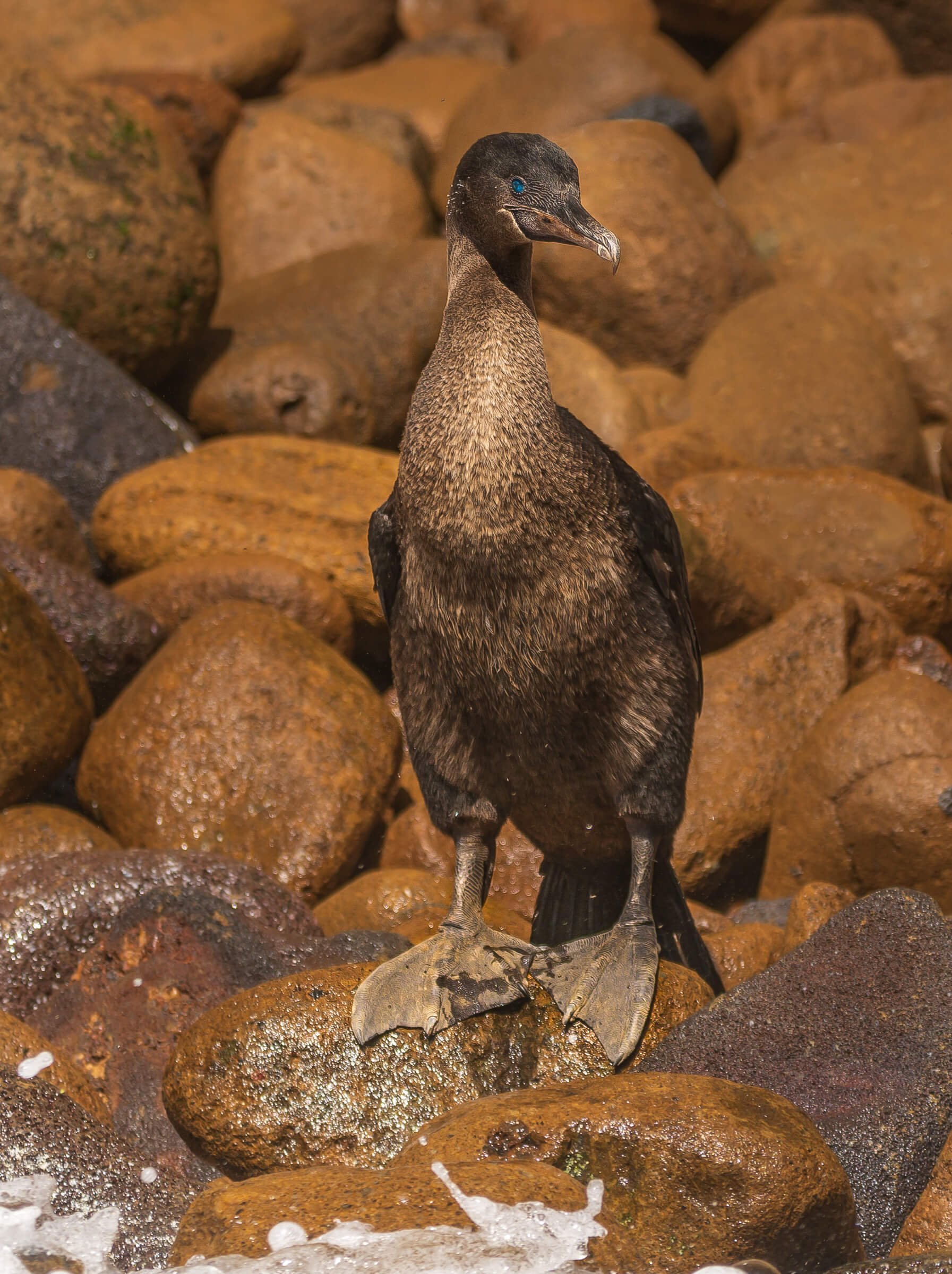 190702-GALAPAGOS-506.jpg