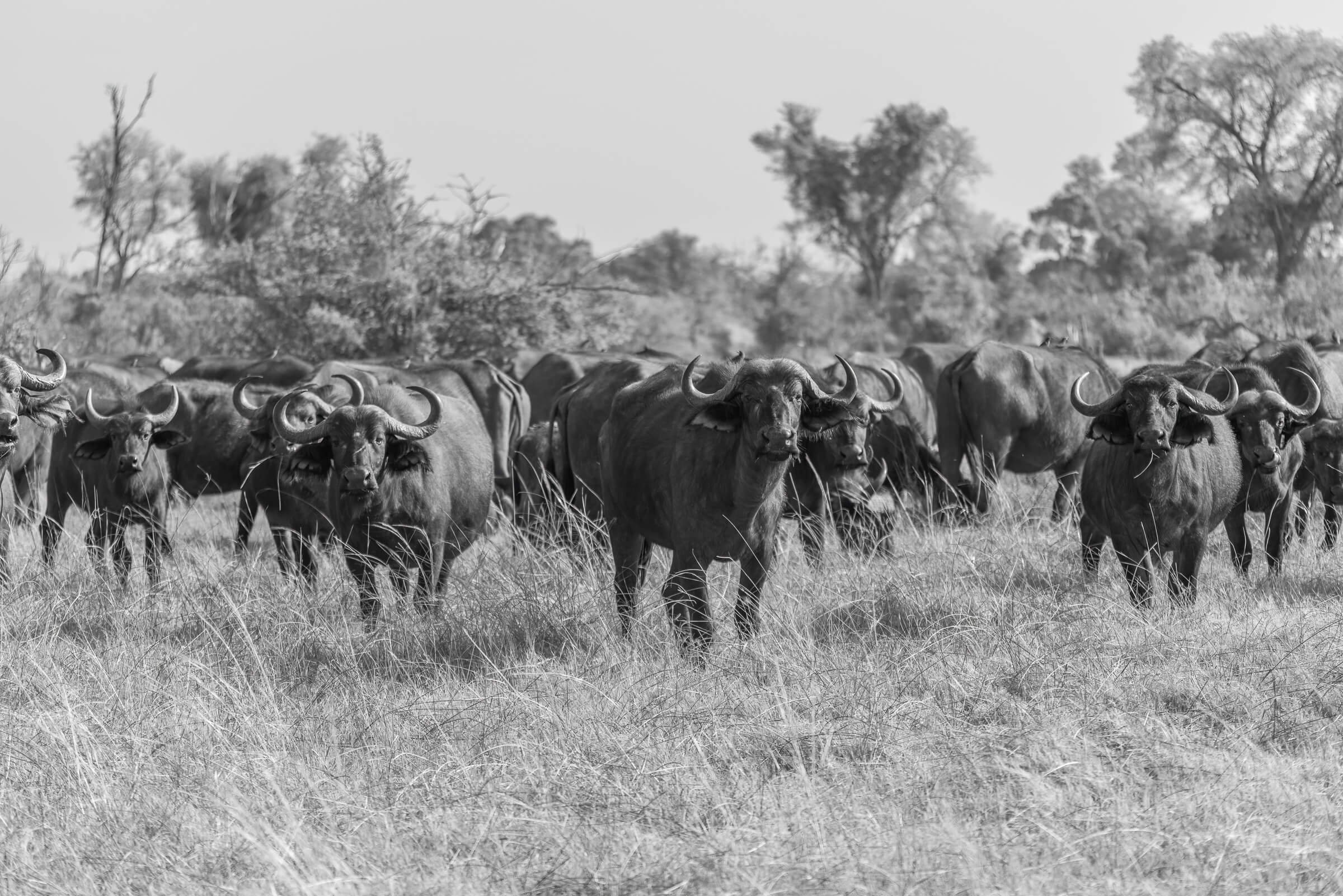 11.04 GOMOTI PLAINS 1-86.jpg