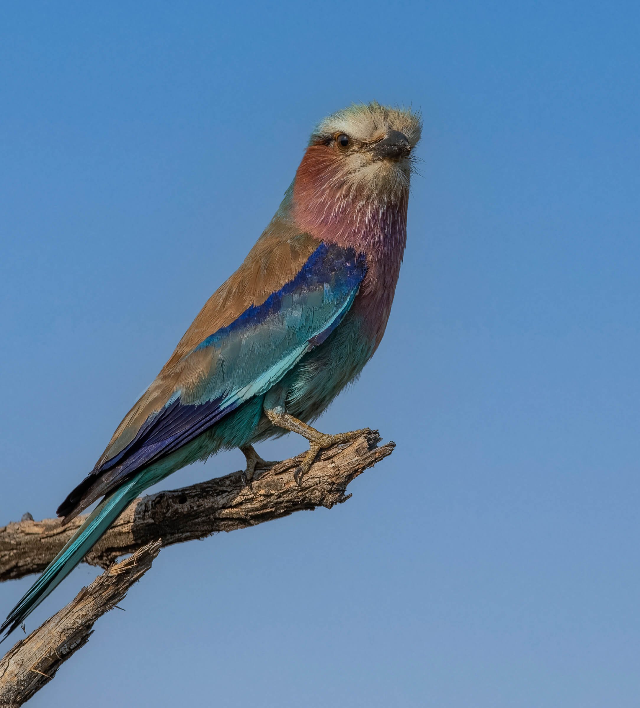 11.04 GOMOTI PLAINS 2-180.jpg
