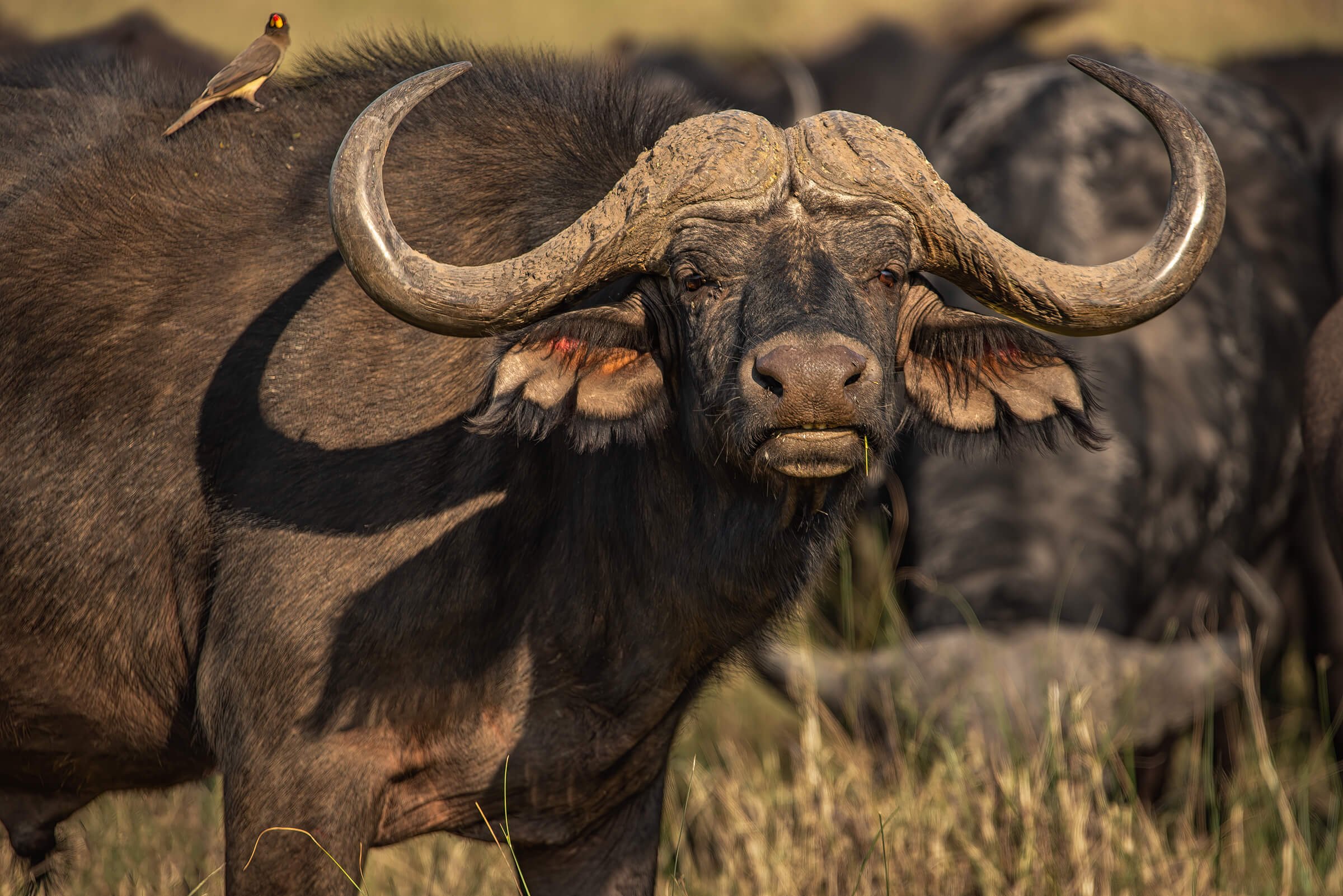 11.04 GOMOTI PLAINS 1-84.jpg