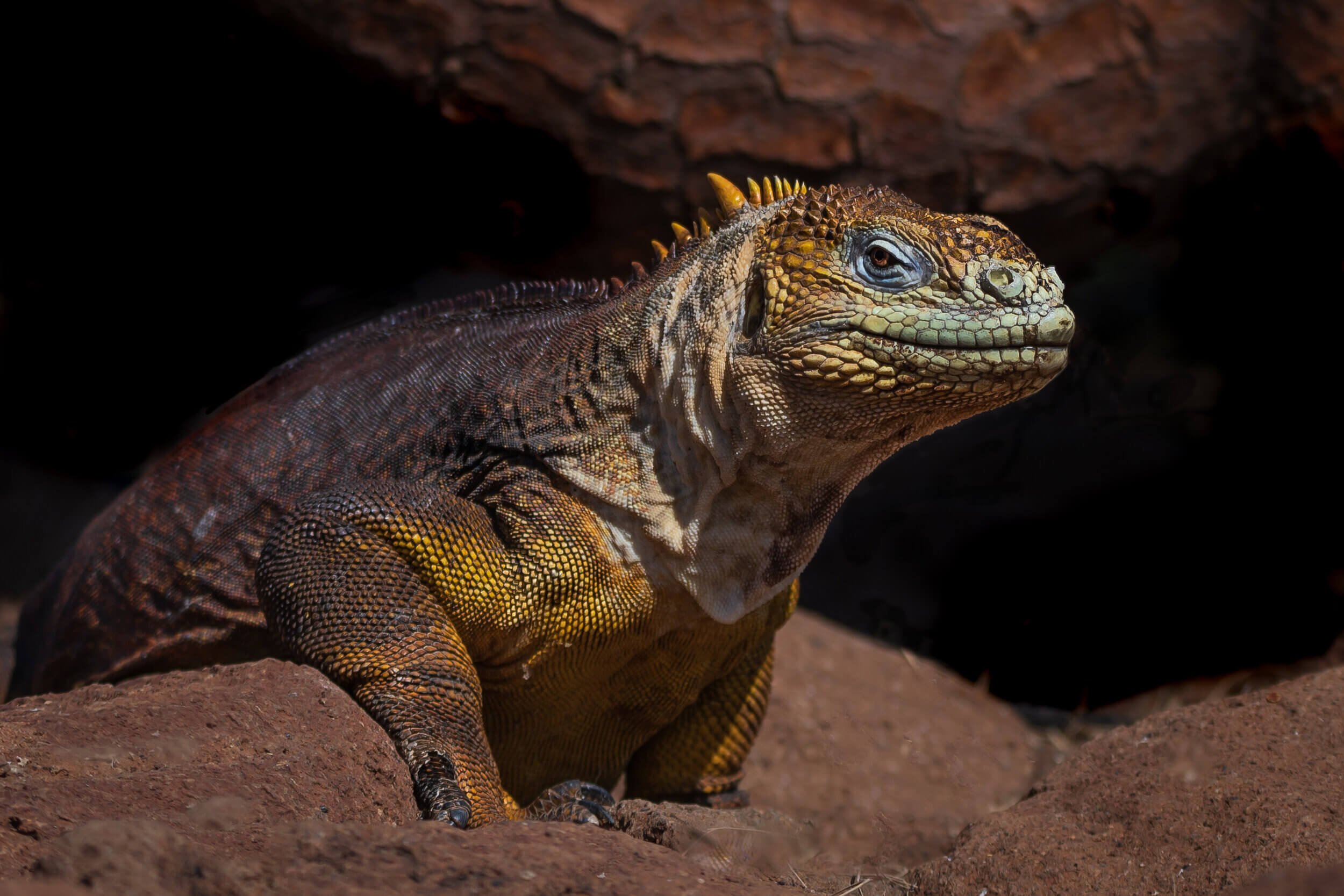 190702-GALAPAGOS-415.jpeg