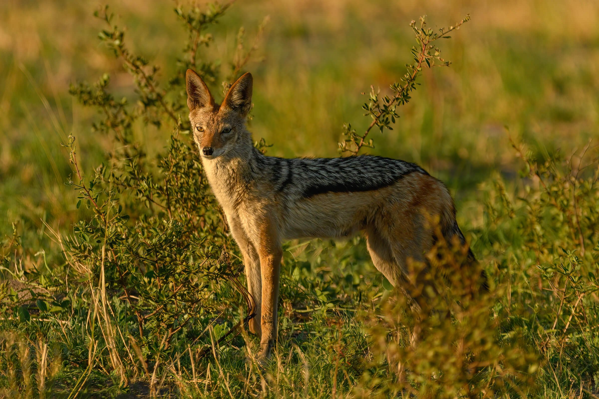 191114-BOTSWANA-229.jpg