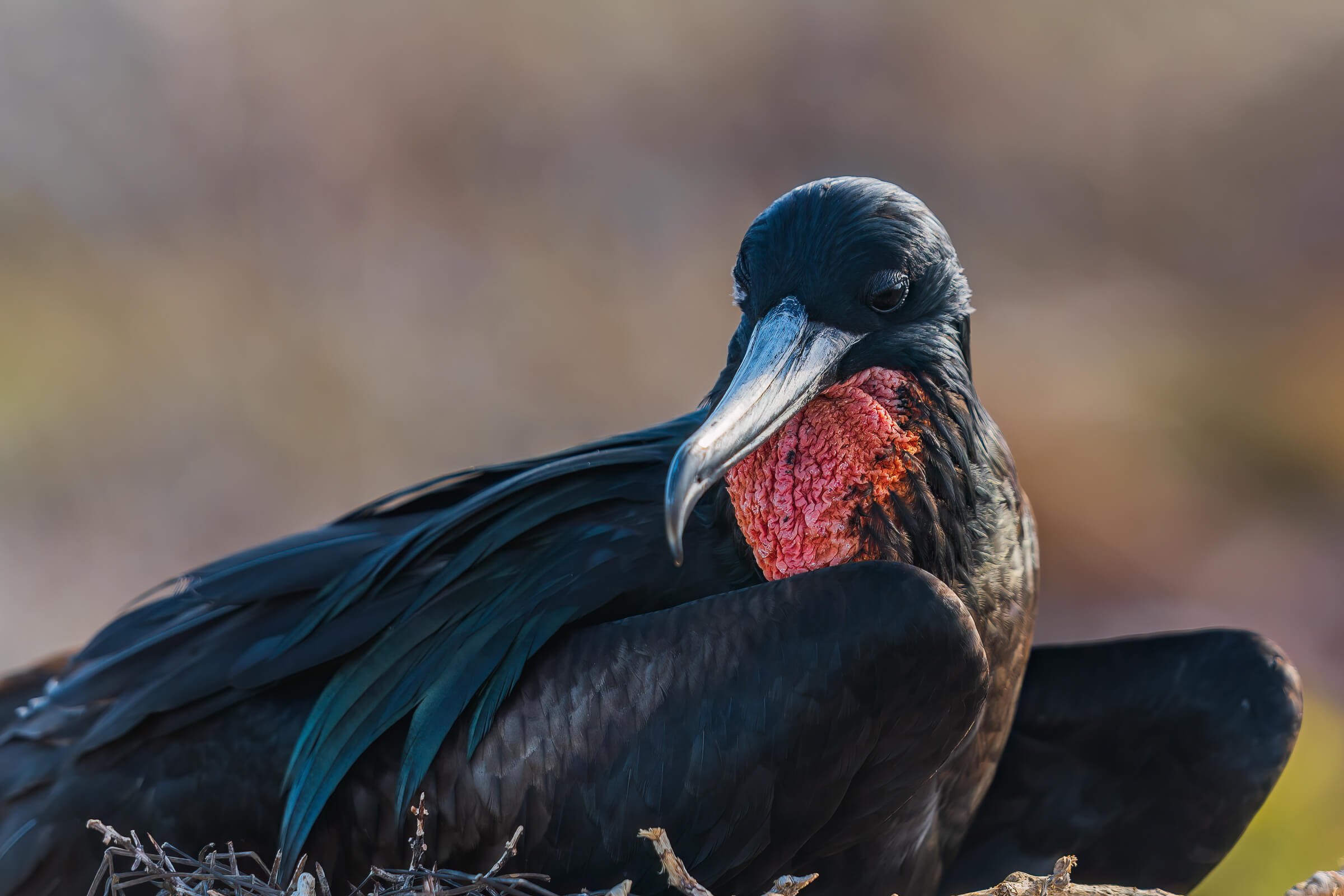 190702-GALAPAGOS-365.jpg