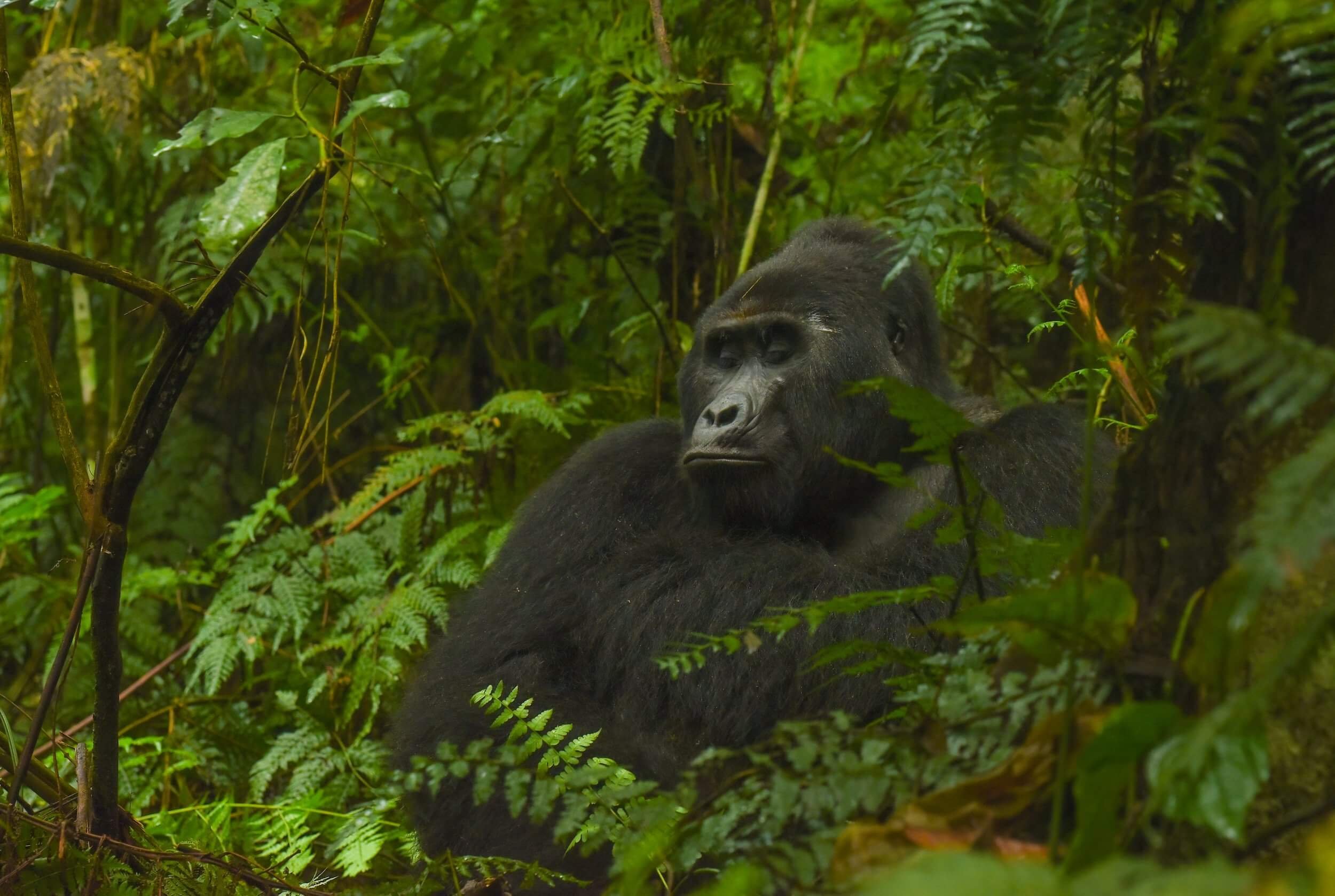 190604-UGANDA+ONLY+GORILLAS-271.jpeg