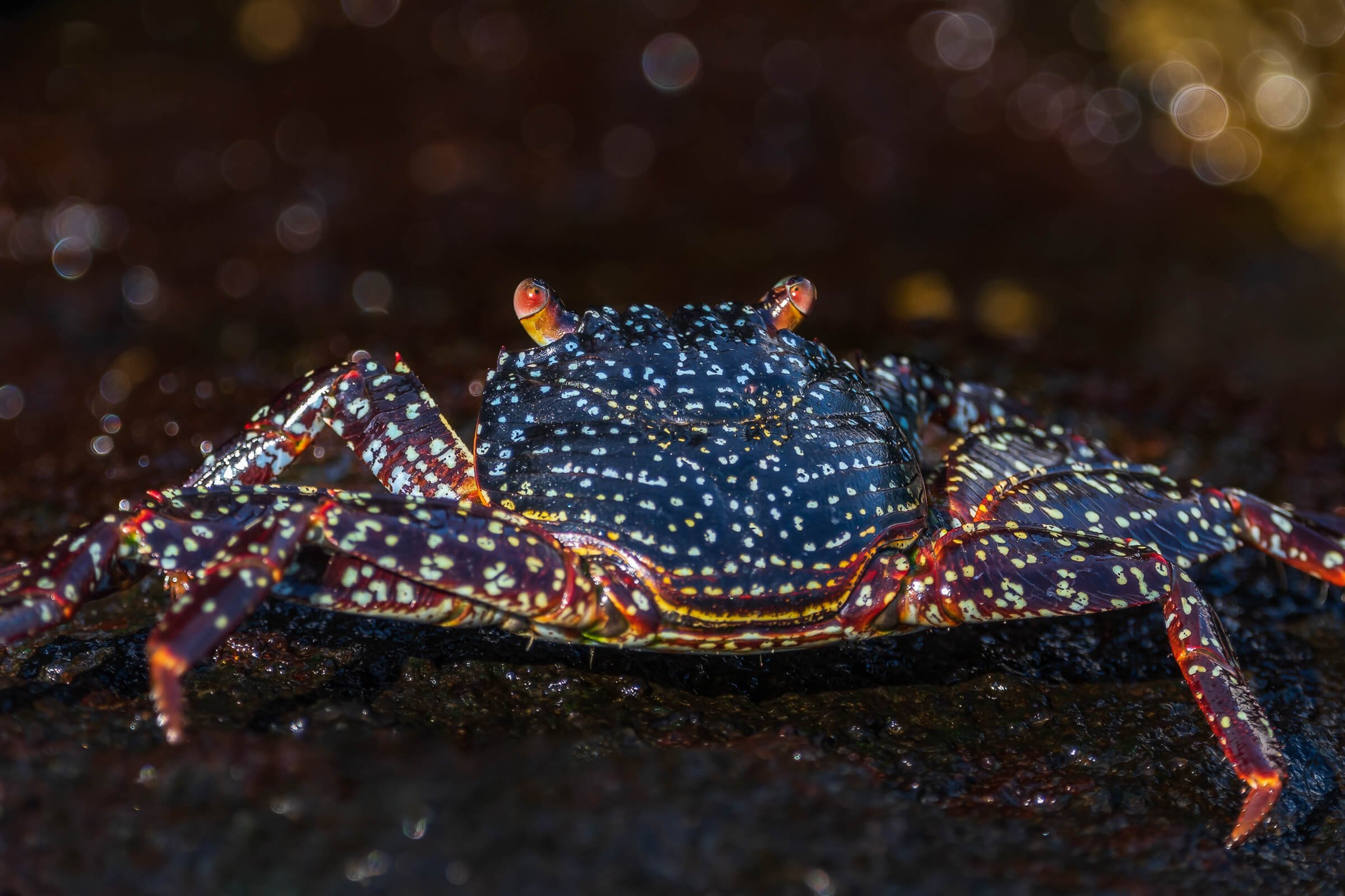 190702-GALAPAGOS-601.jpg