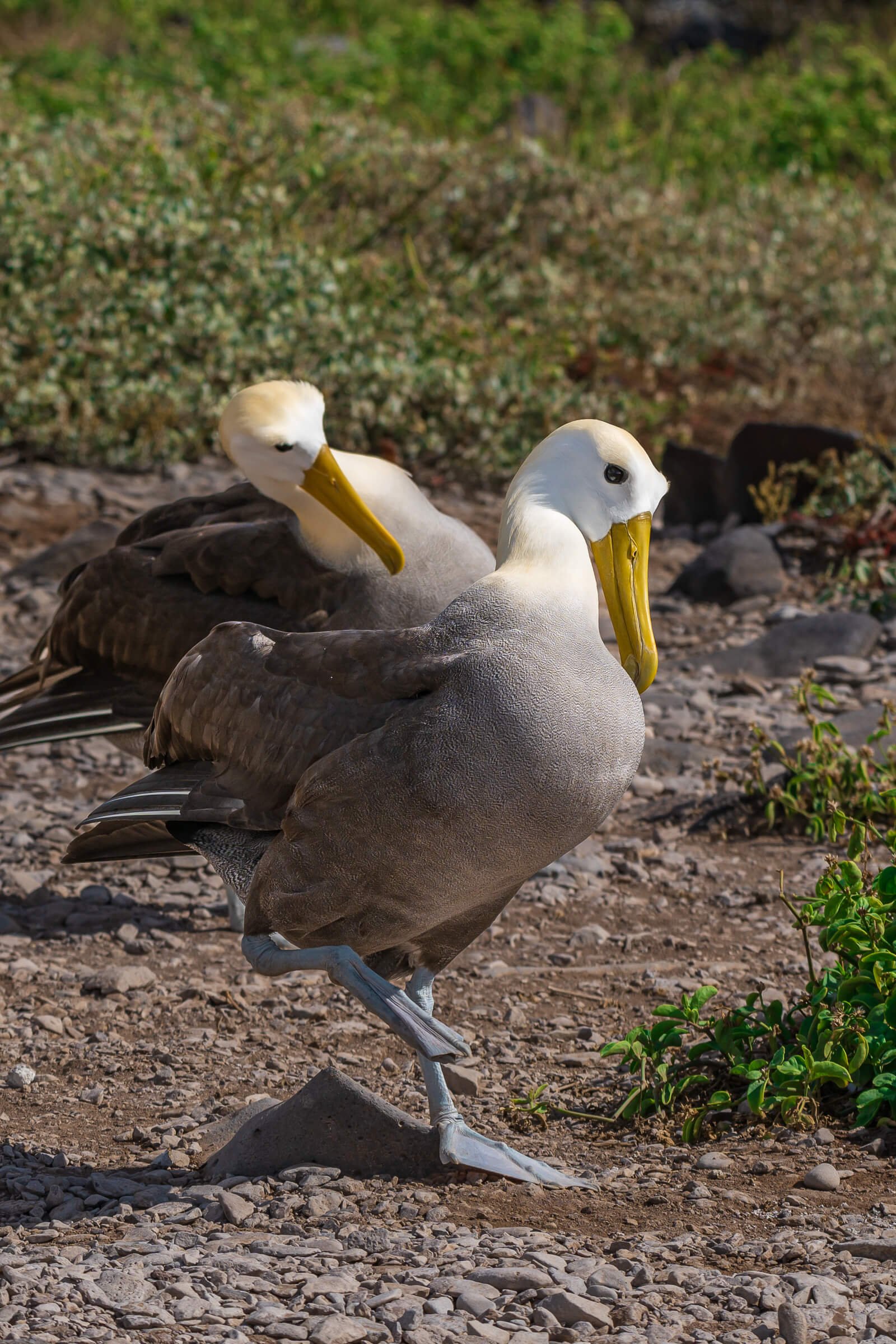 190702-GALAPAGOS-907.jpg