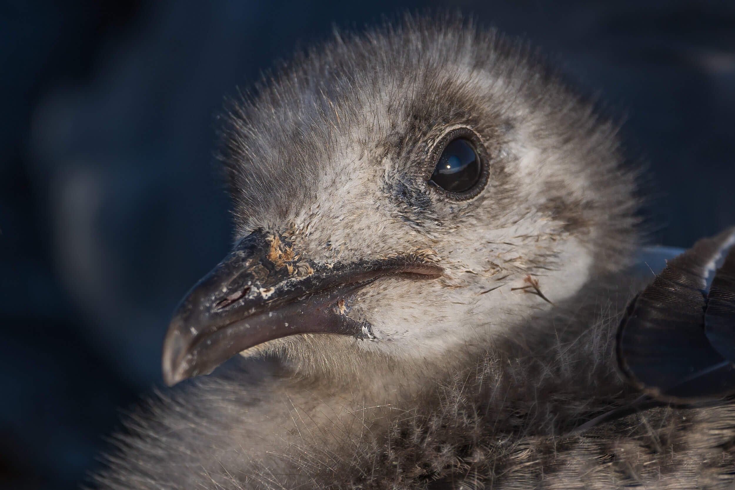 190702-GALAPAGOS-679.jpeg