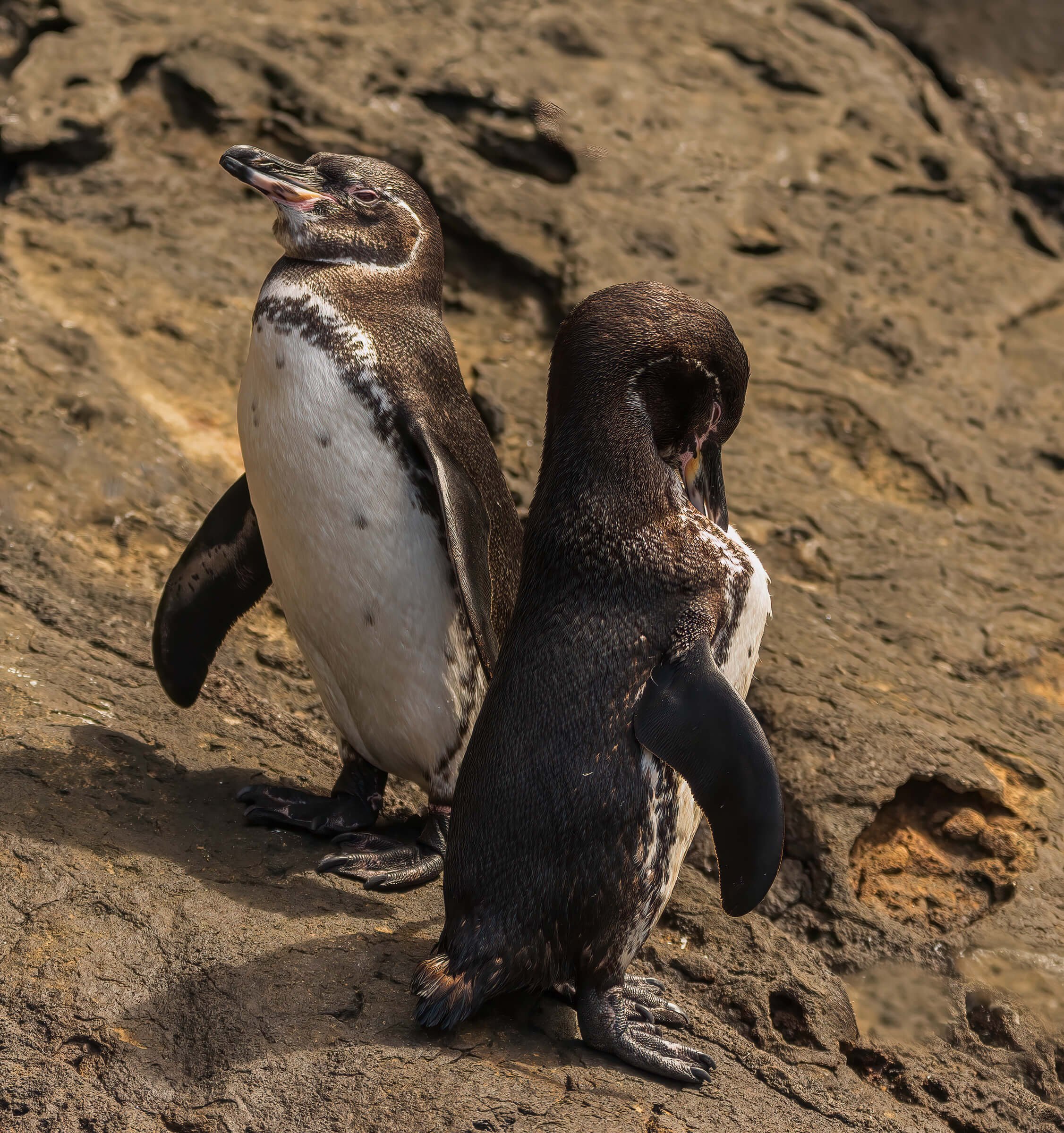 190702-GALAPAGOS-605.jpg