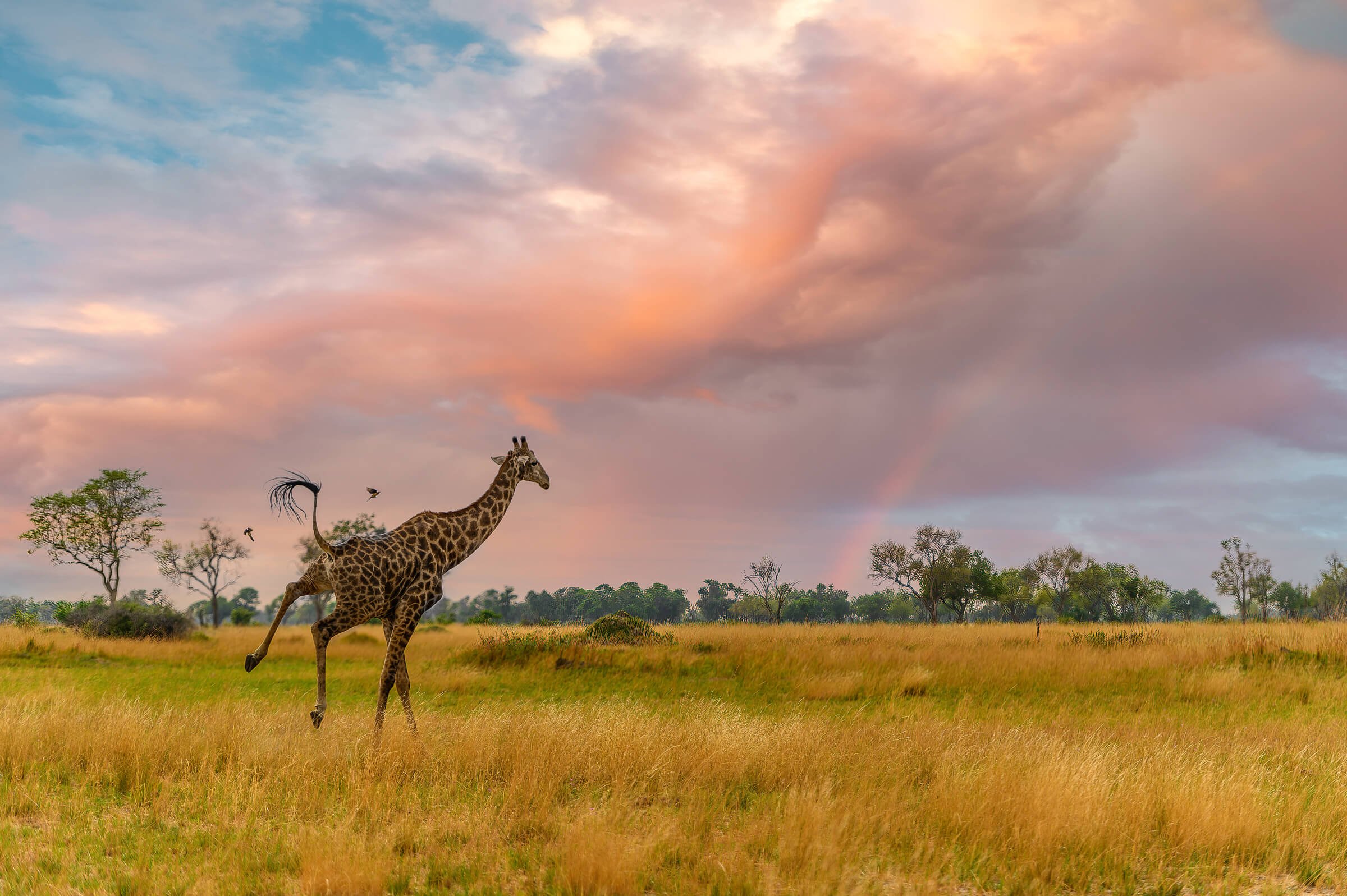 191114-BOTSWANA-207.jpg