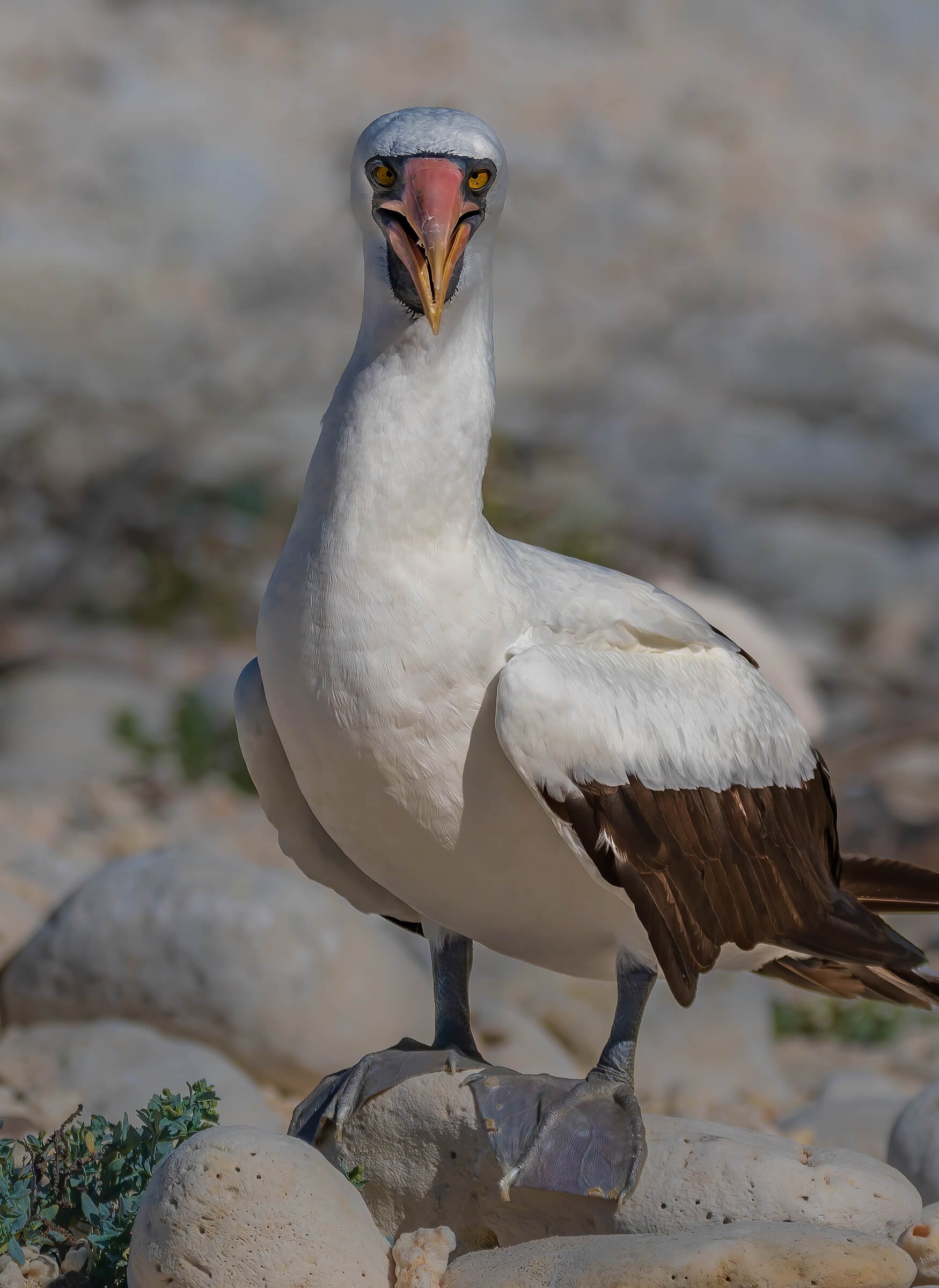 190702-GALAPAGOS-164.jpg