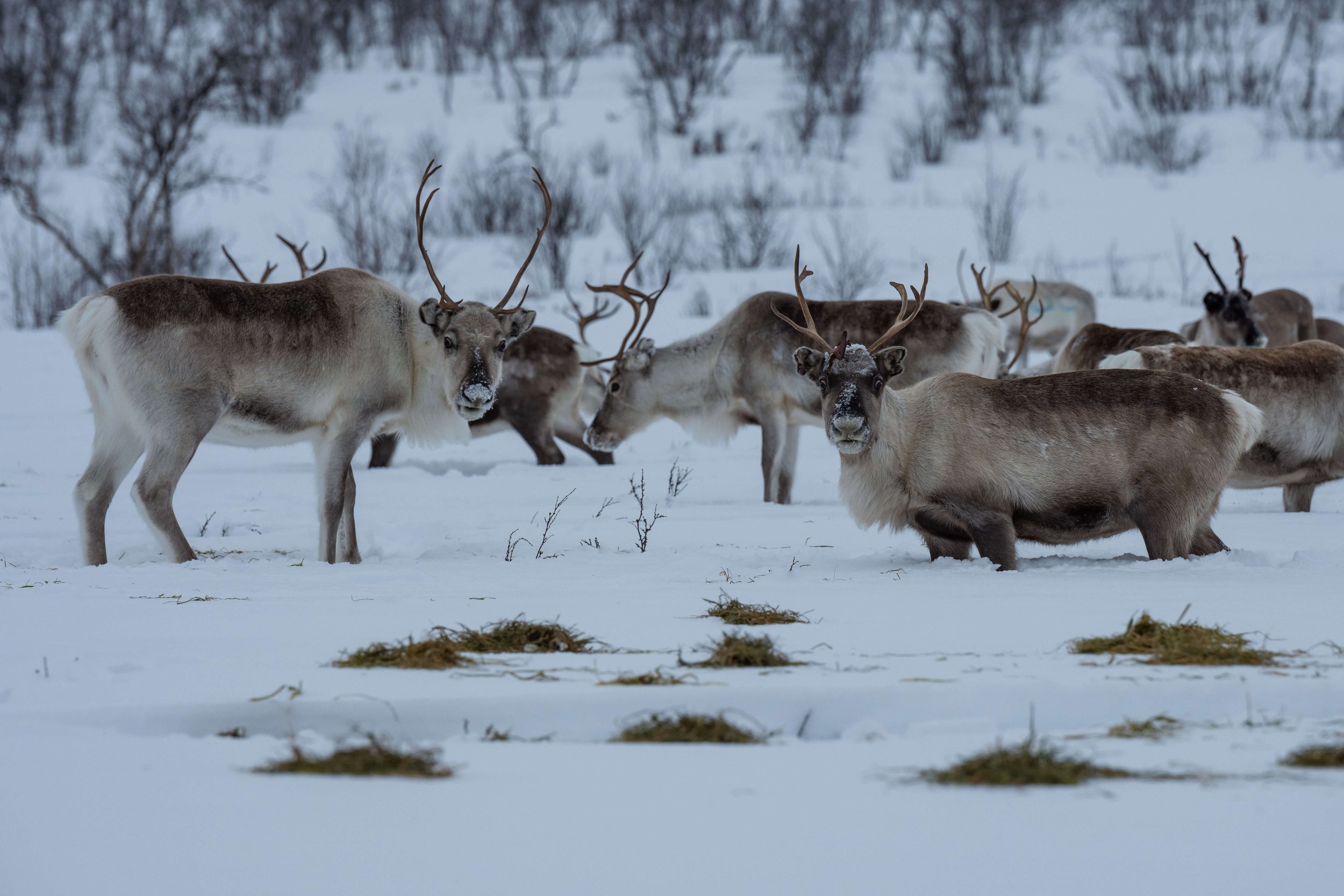 220206-KARASJOK-72.jpg