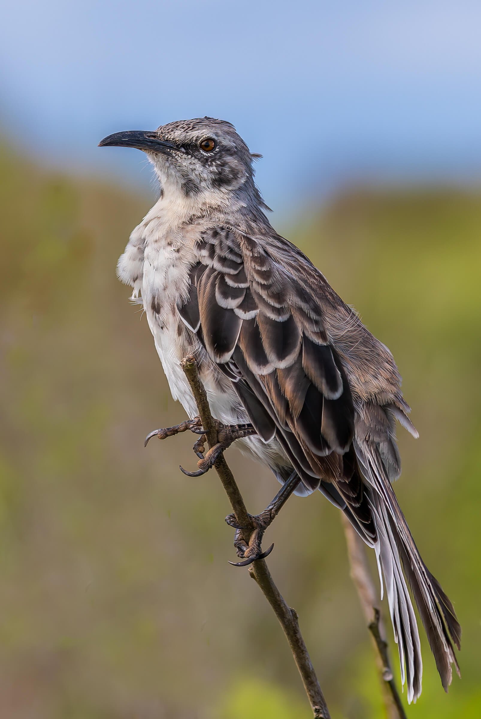190702-GALAPAGOS-871.jpg