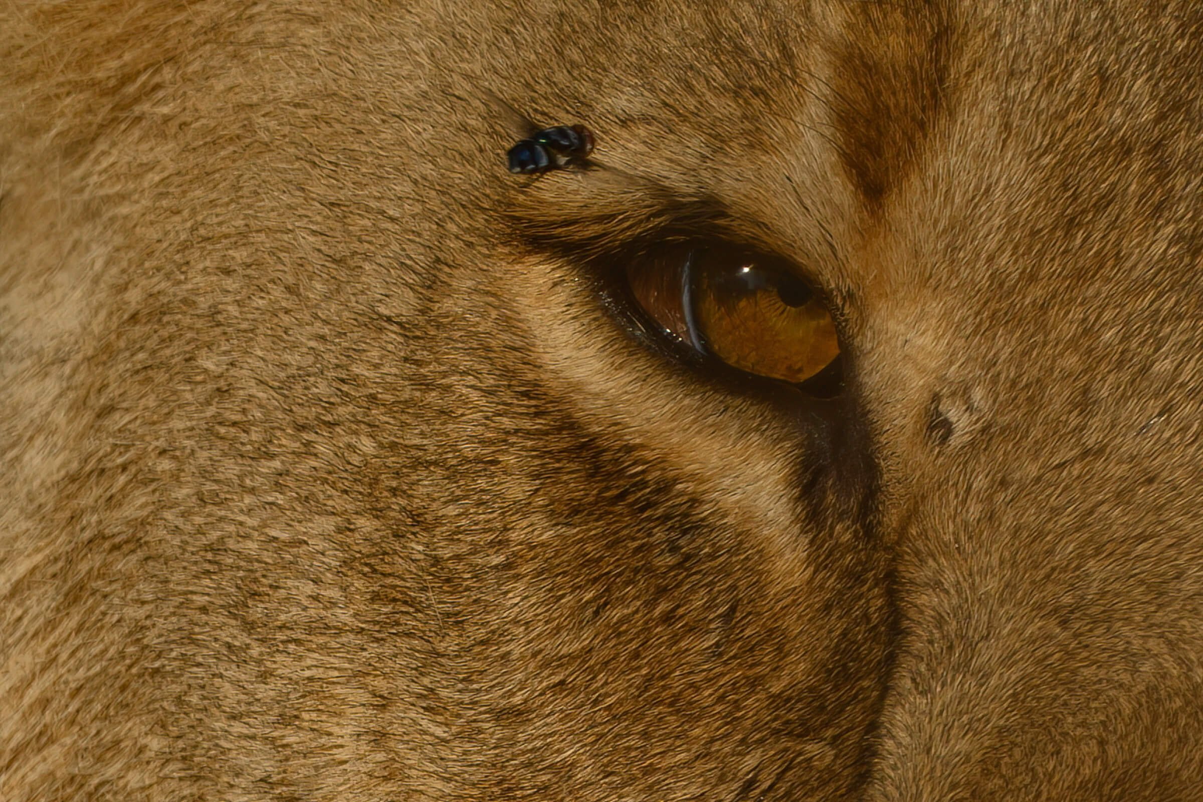 191114-BOTSWANA-946.jpg