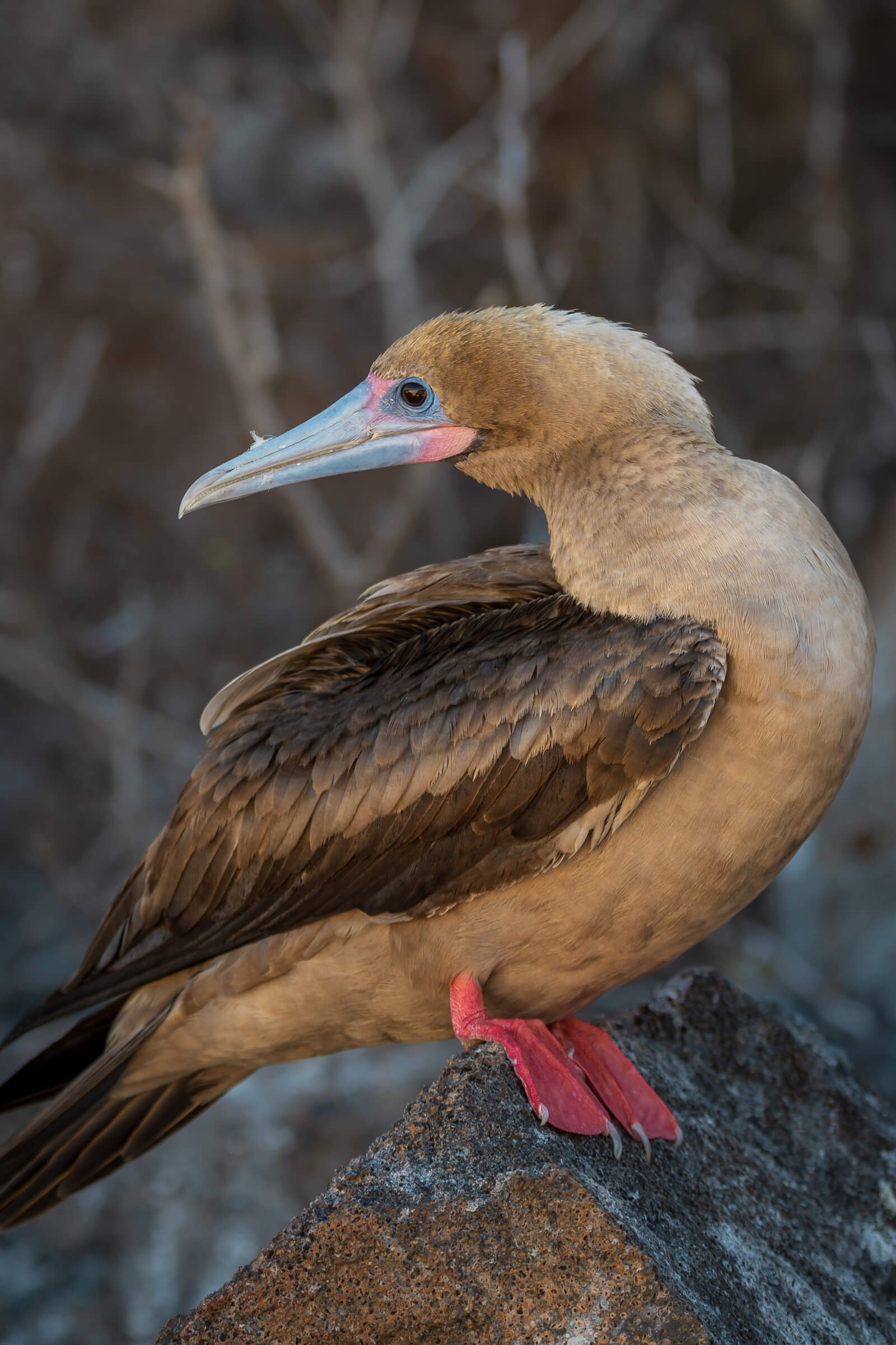 190702-GALAPAGOS-179.jpg