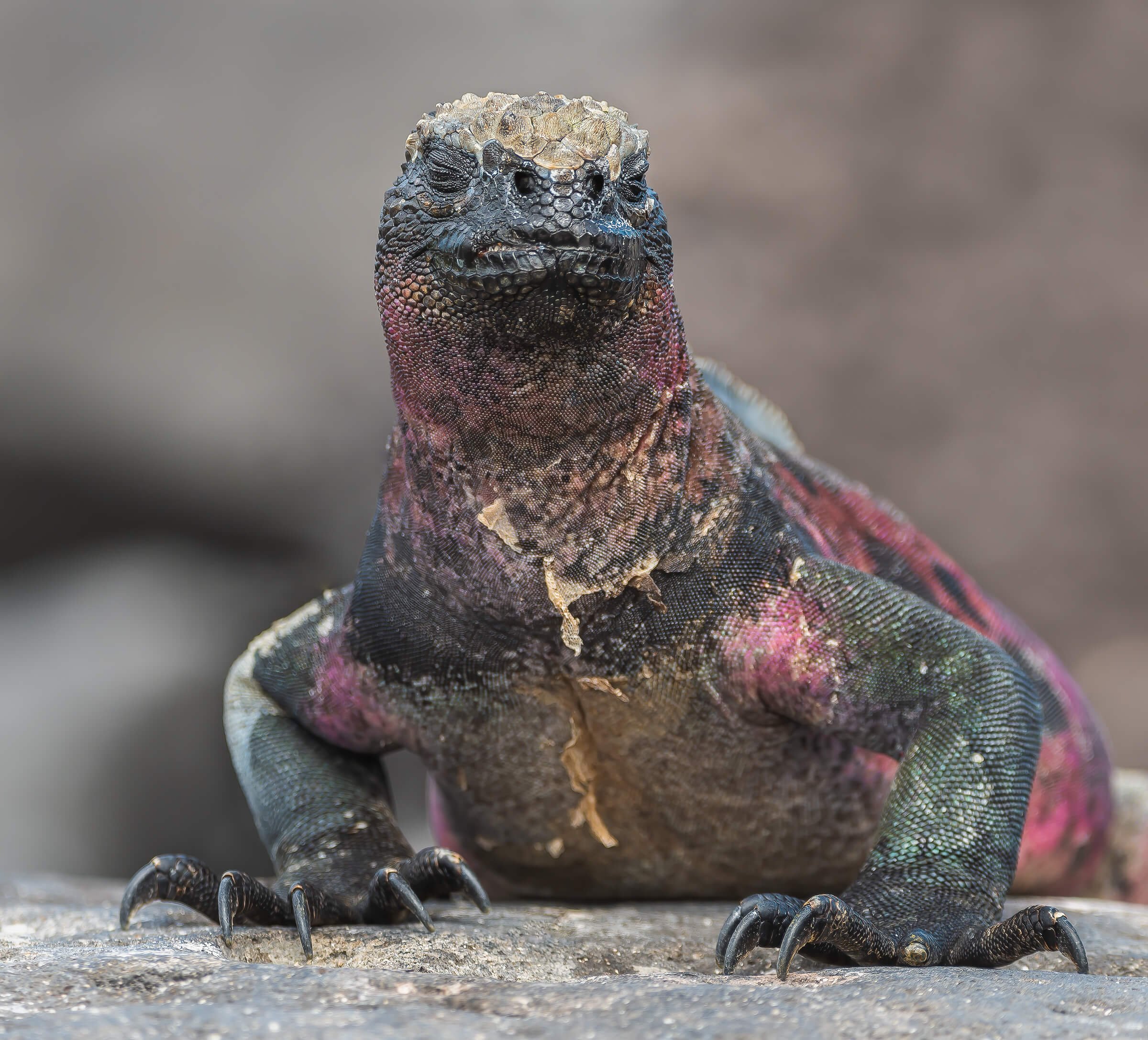 190702-GALAPAGOS-933.jpg