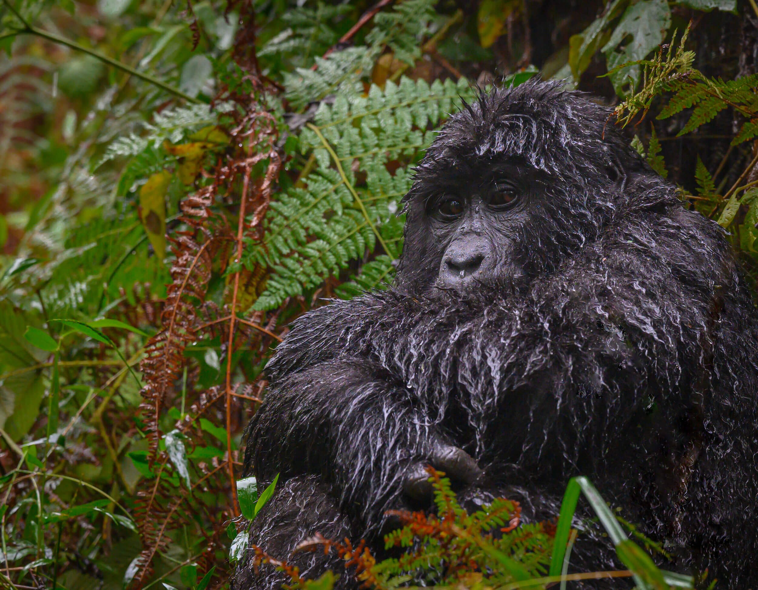 190604-UGANDA+ONLY+GORILLAS-111.jpeg