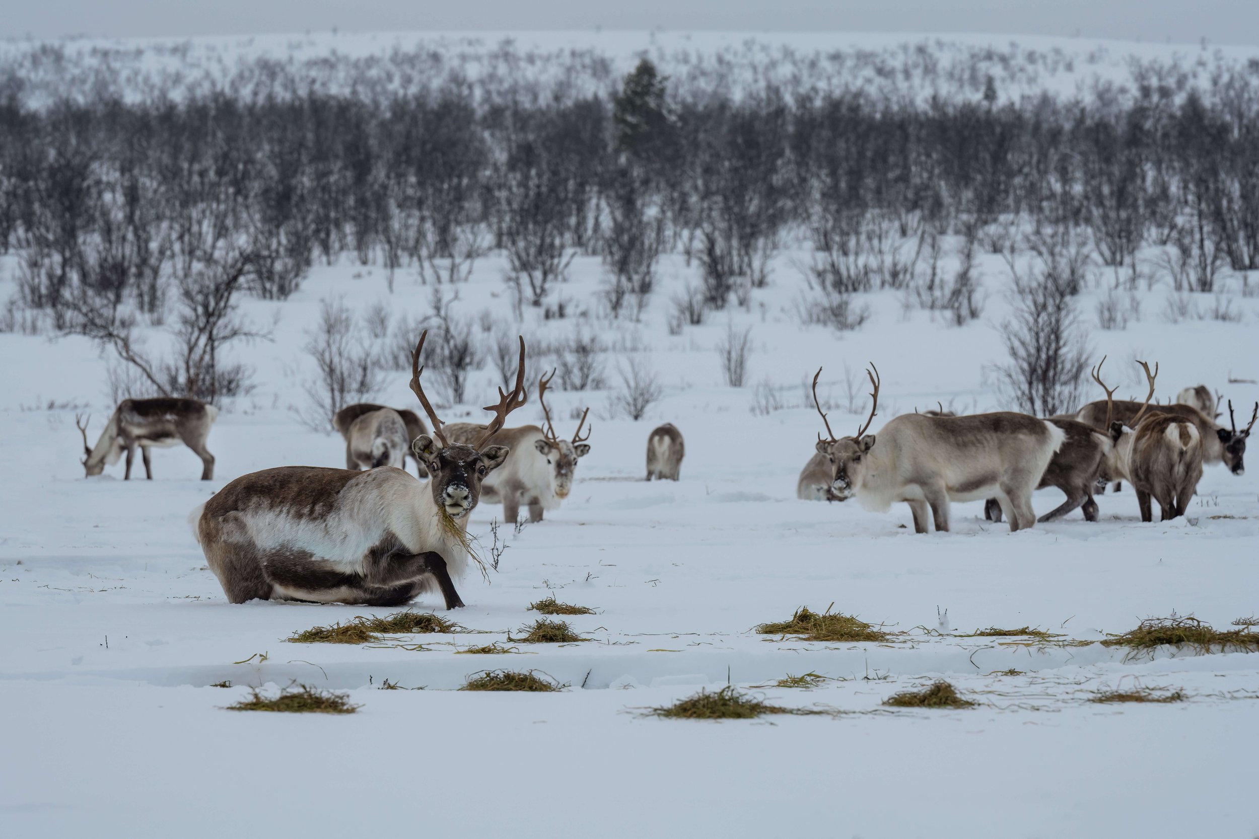 220206-KARASJOK-80.jpg