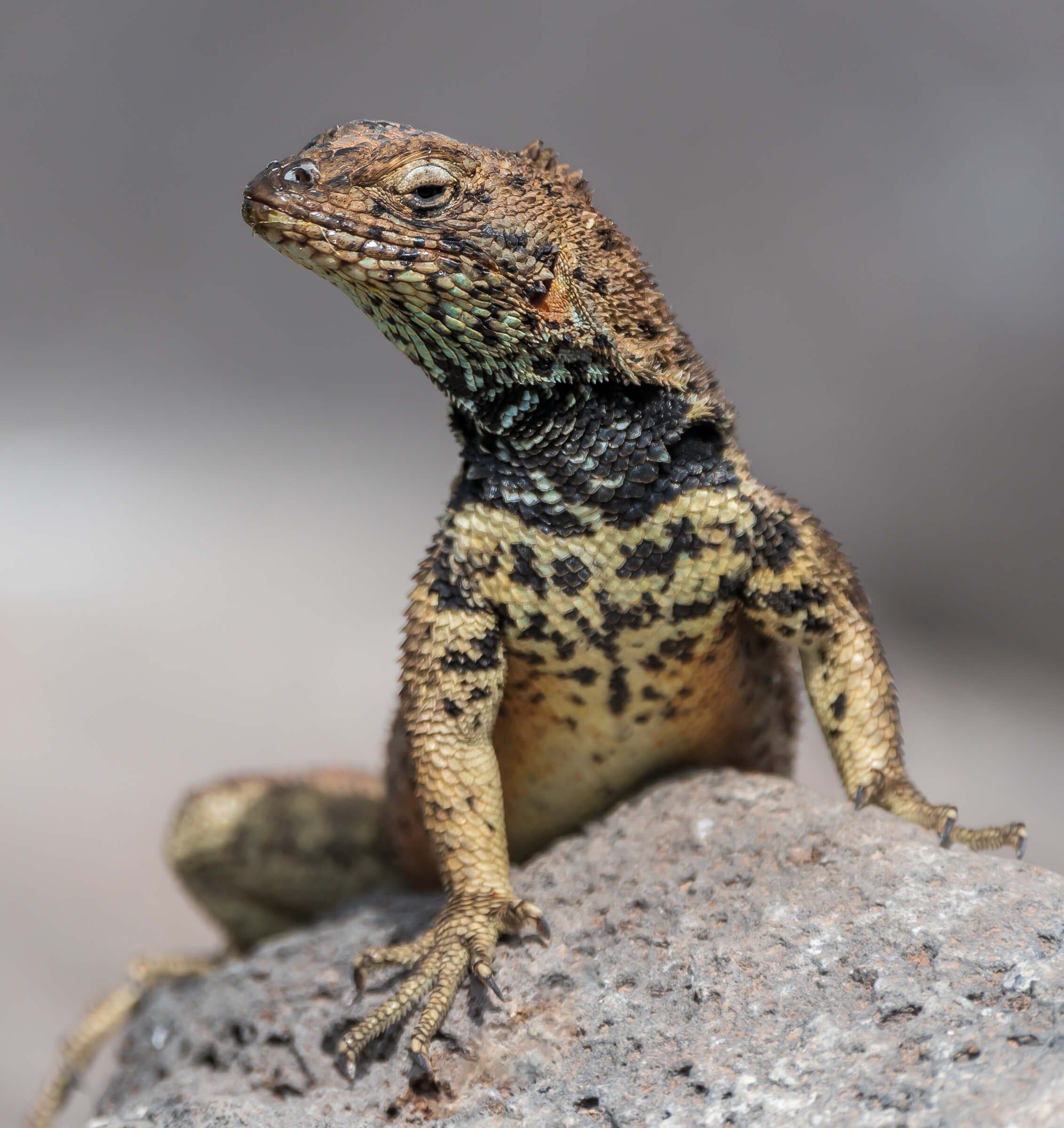 190702-GALAPAGOS-923.jpg