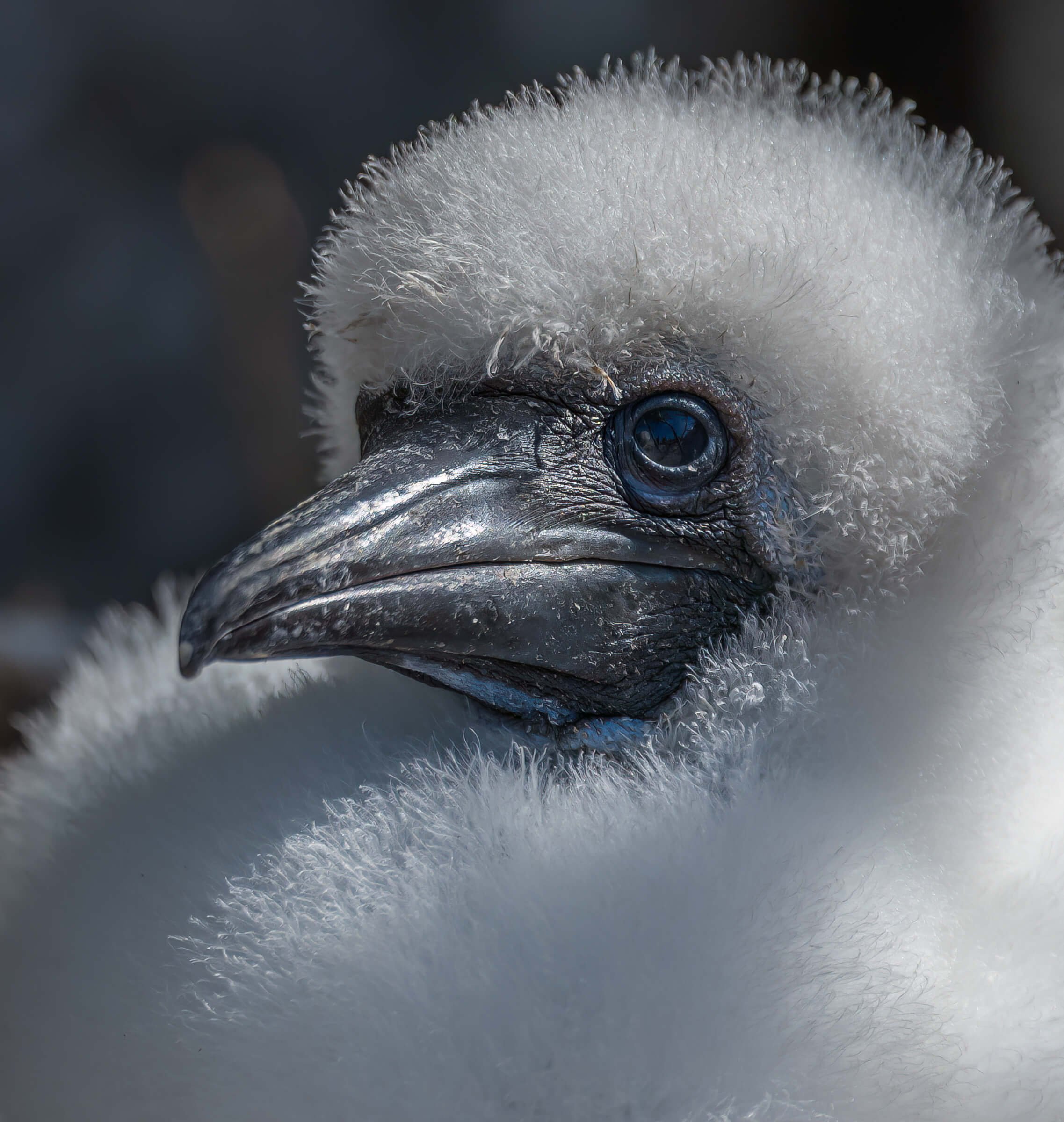 190702-GALAPAGOS-181.jpg