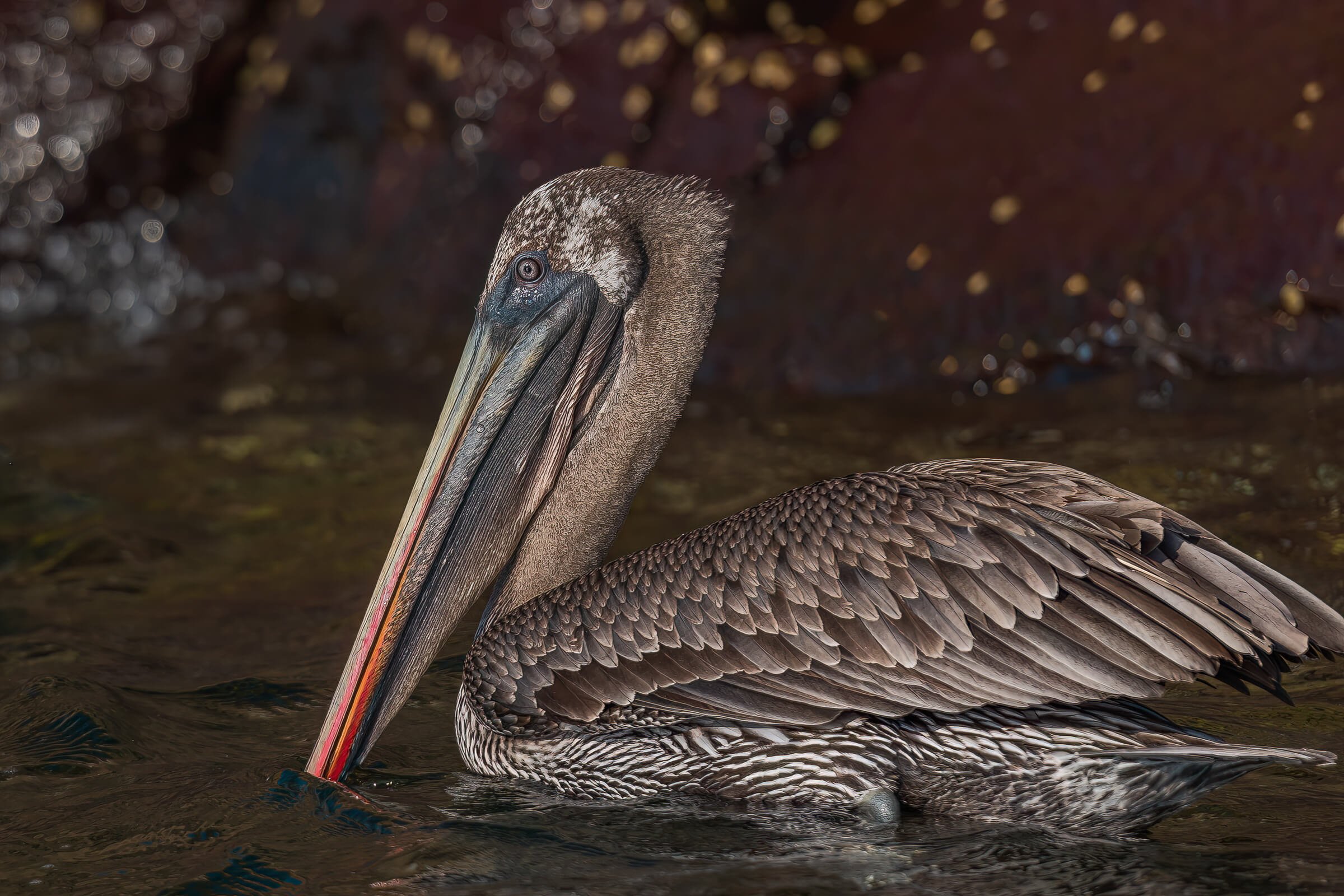 190702-GALAPAGOS-812.jpg
