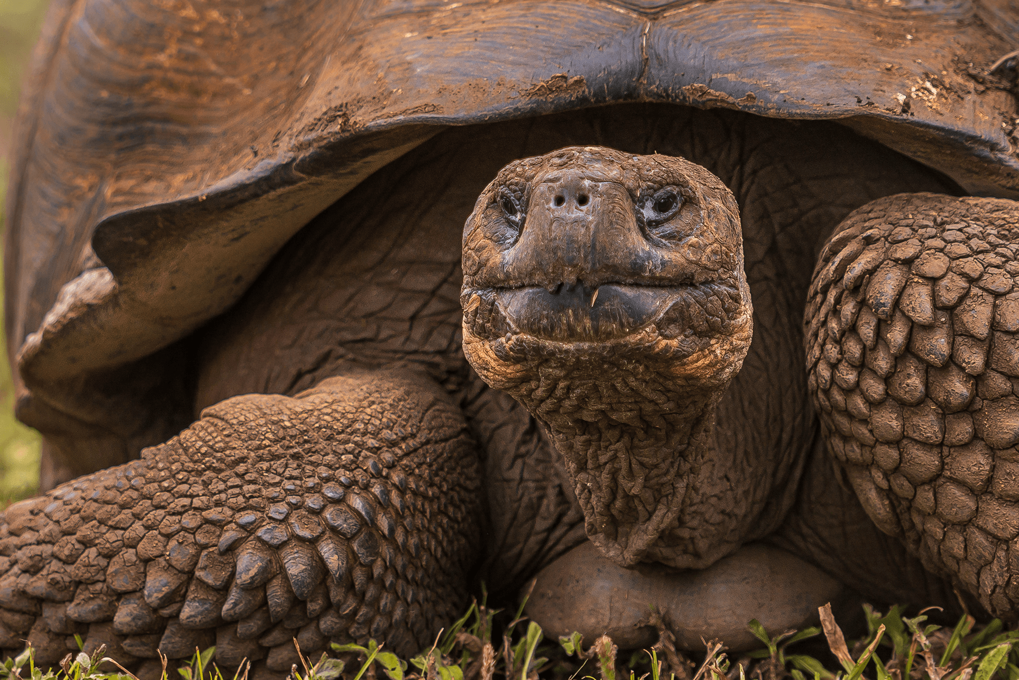 190702-GALAPAGOS-443.png