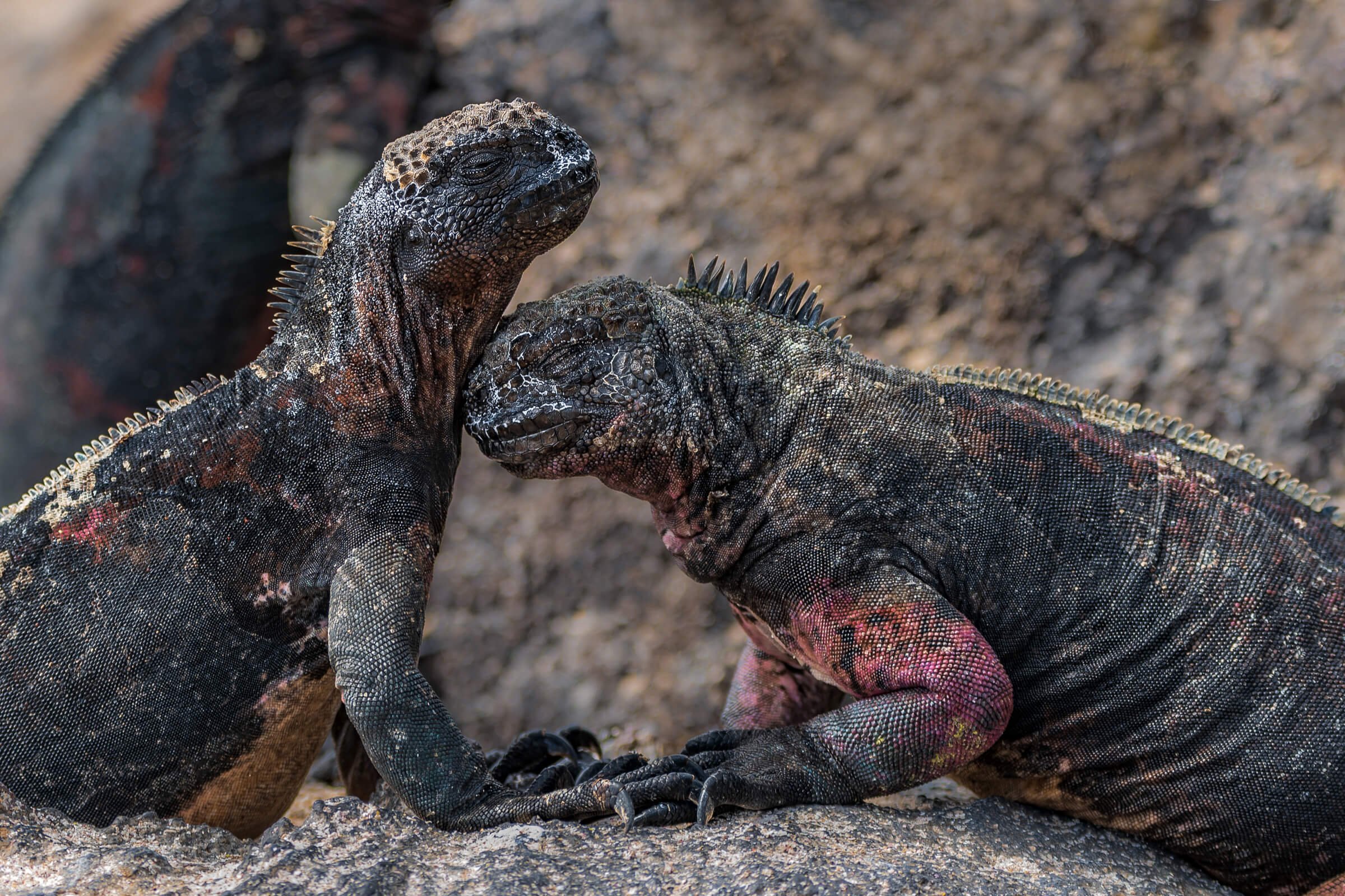 190702-GALAPAGOS-944.jpg