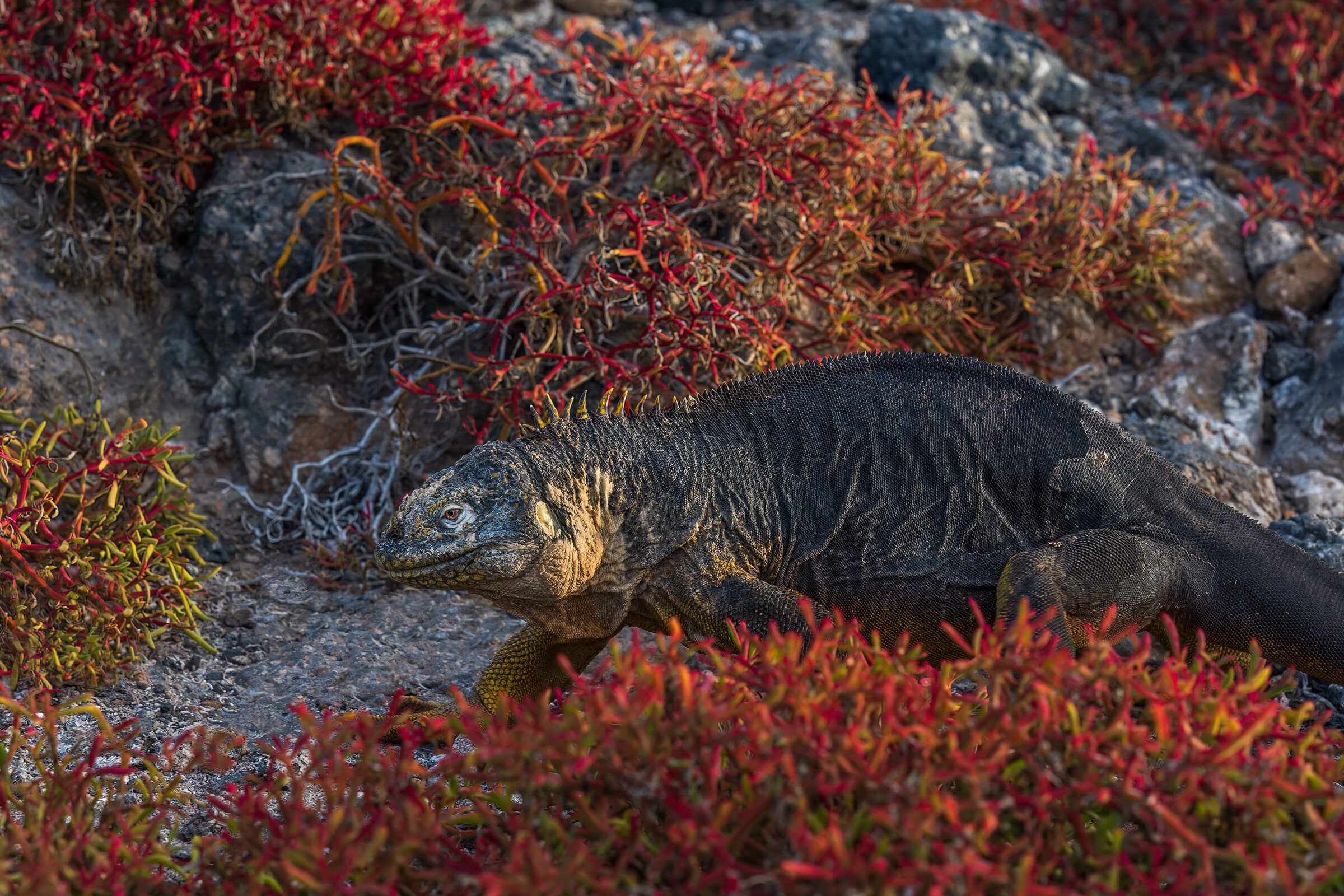 190702-GALAPAGOS-696.jpg