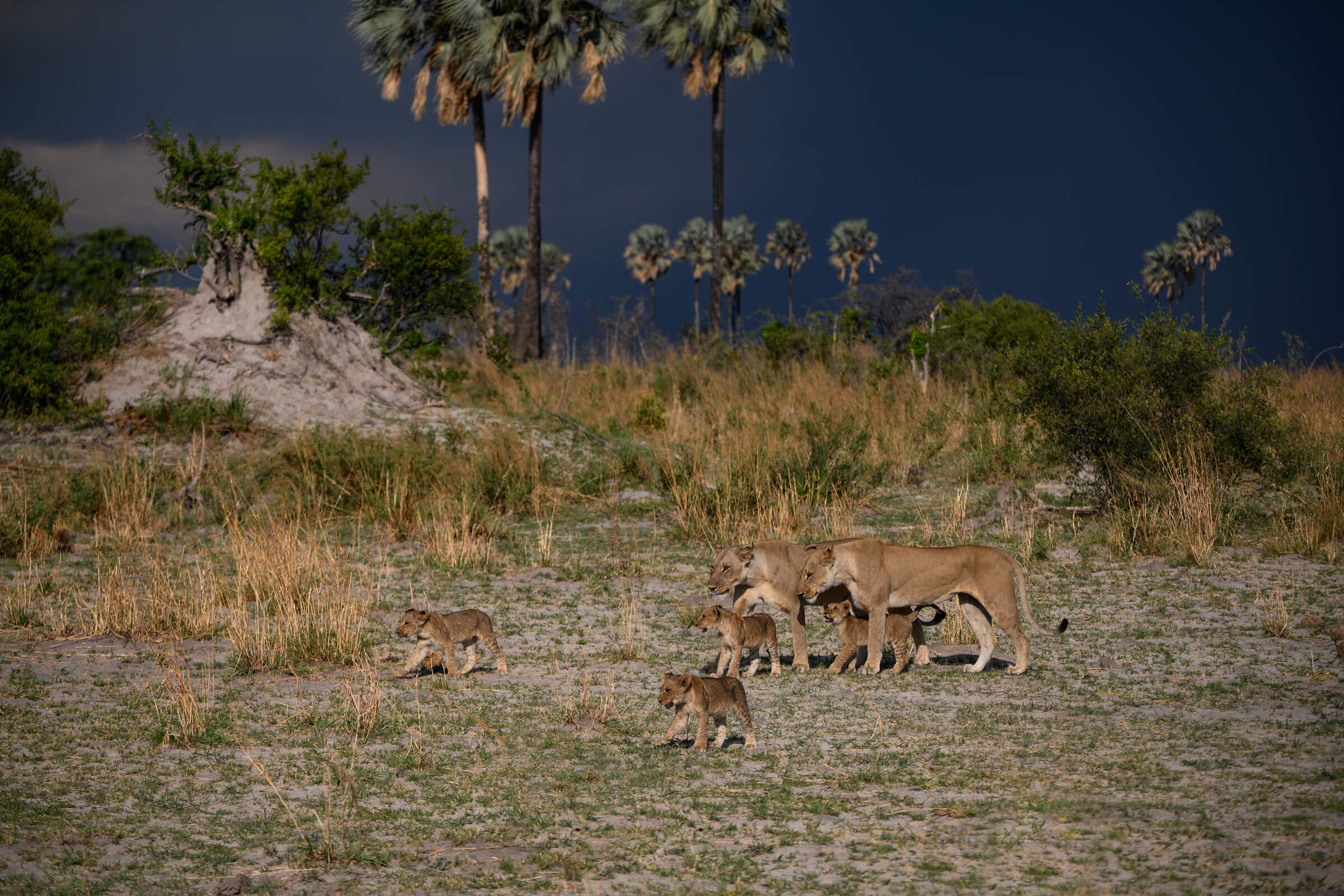 191114-BOTSWANA-1035.jpg