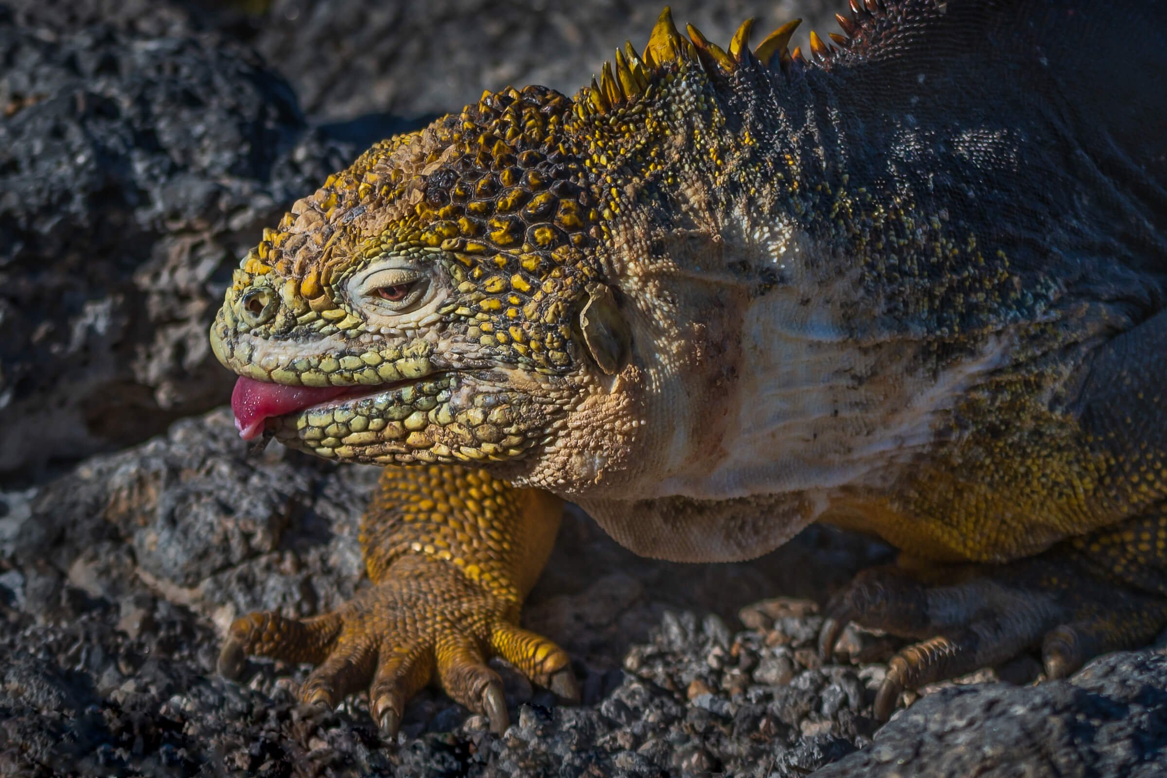 190702-GALAPAGOS-668.jpg