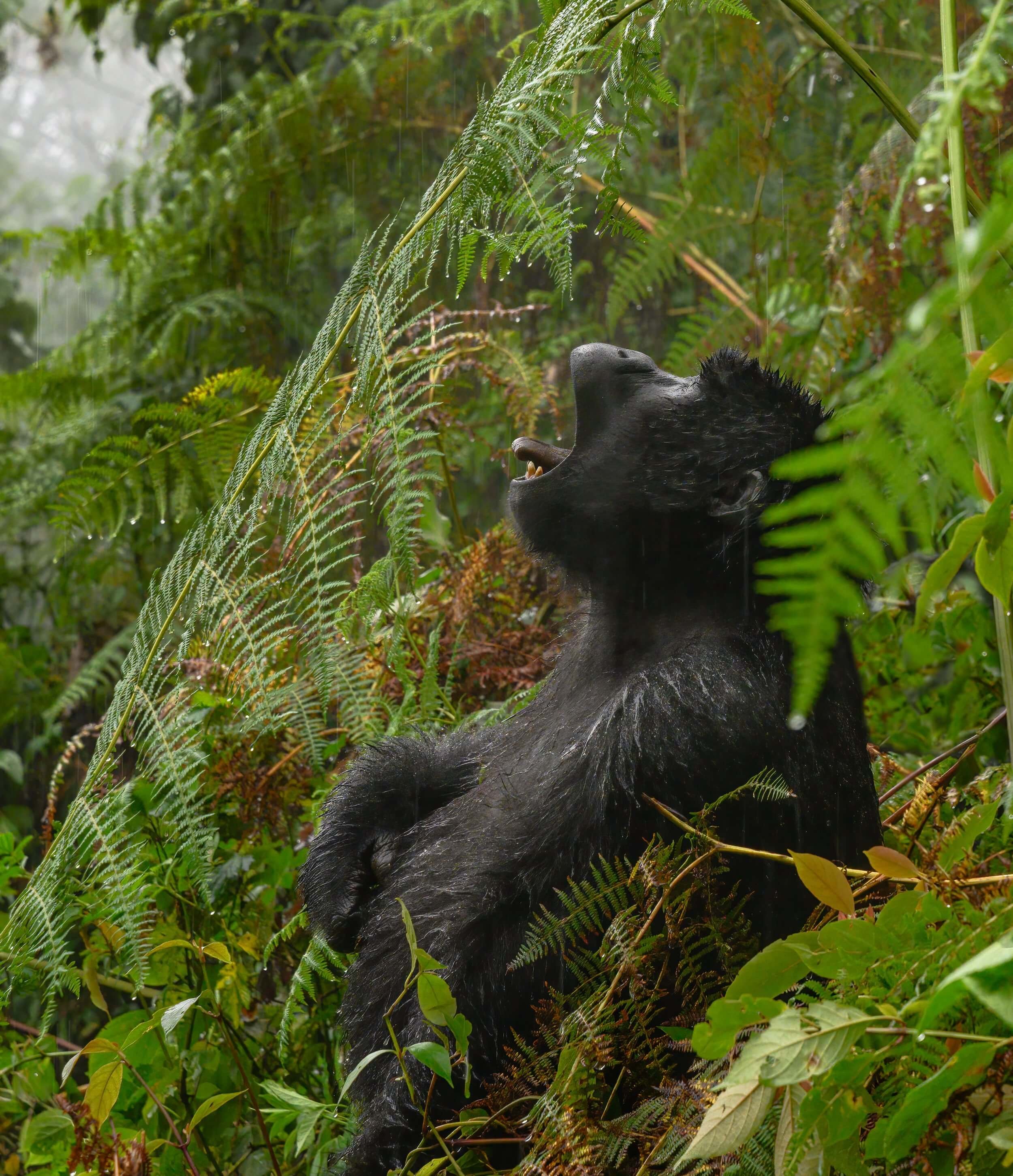 190604-UGANDA+ONLY+GORILLAS-85.jpeg