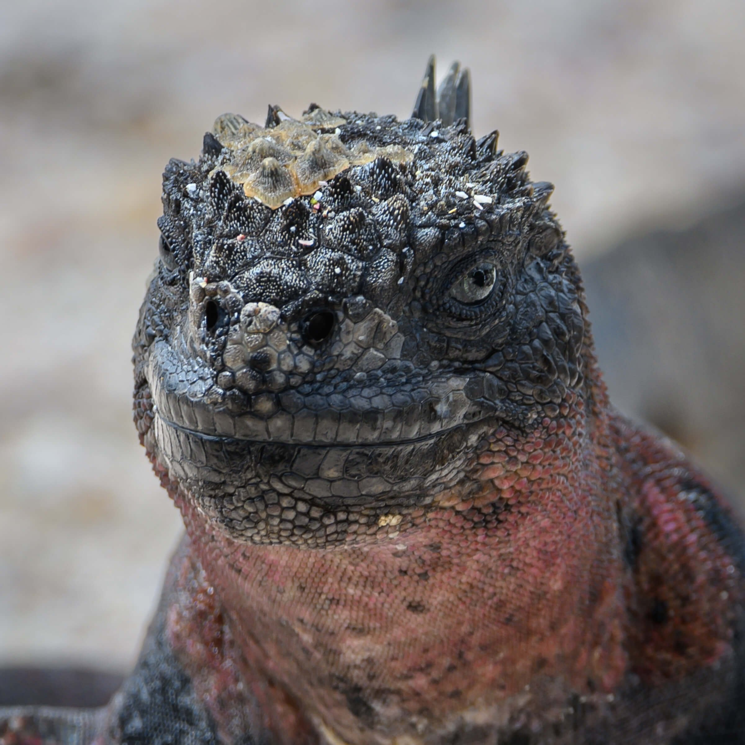 190702-GALAPAGOS-942.jpg
