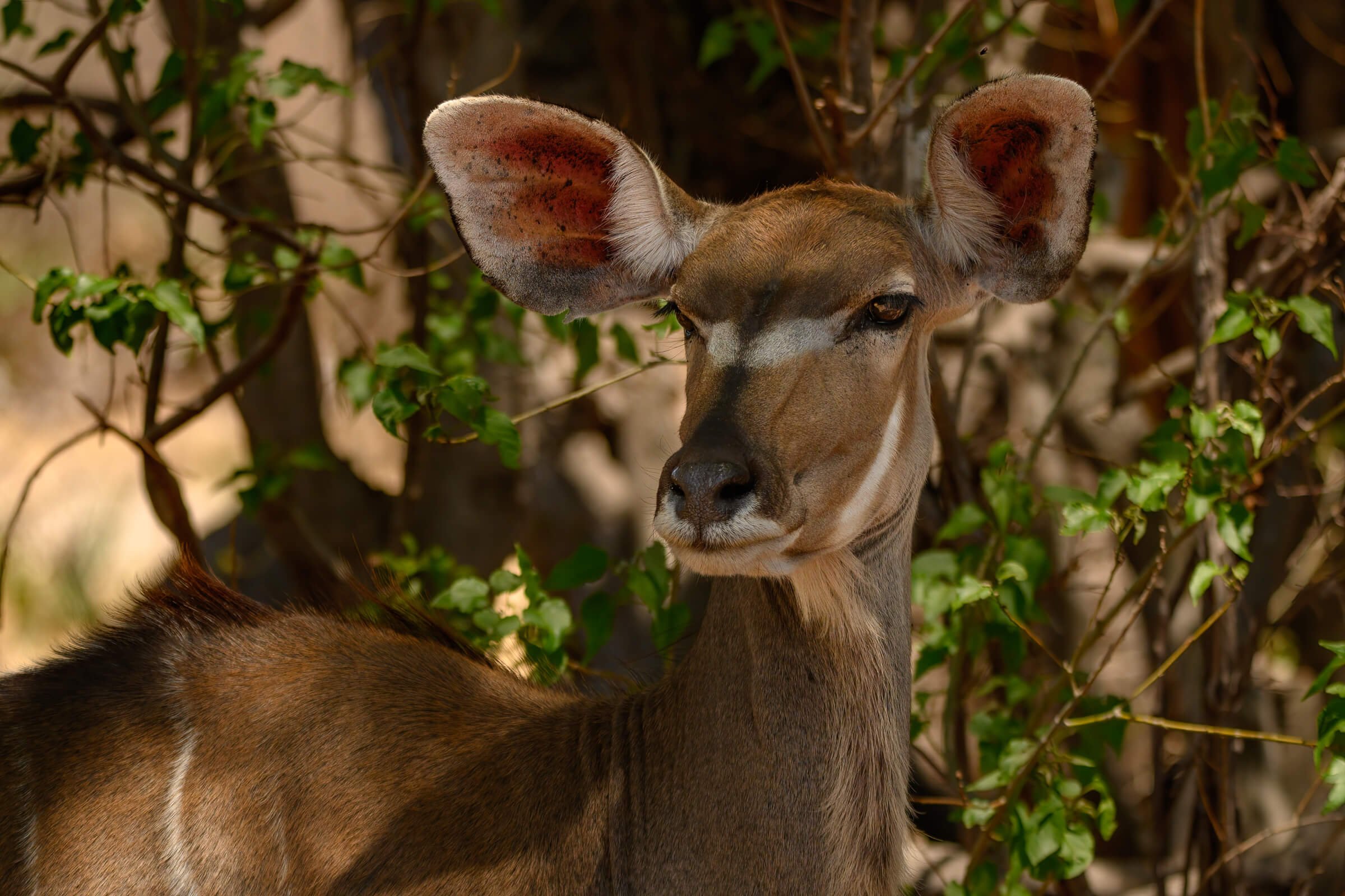 191114-BOTSWANA-89.jpg