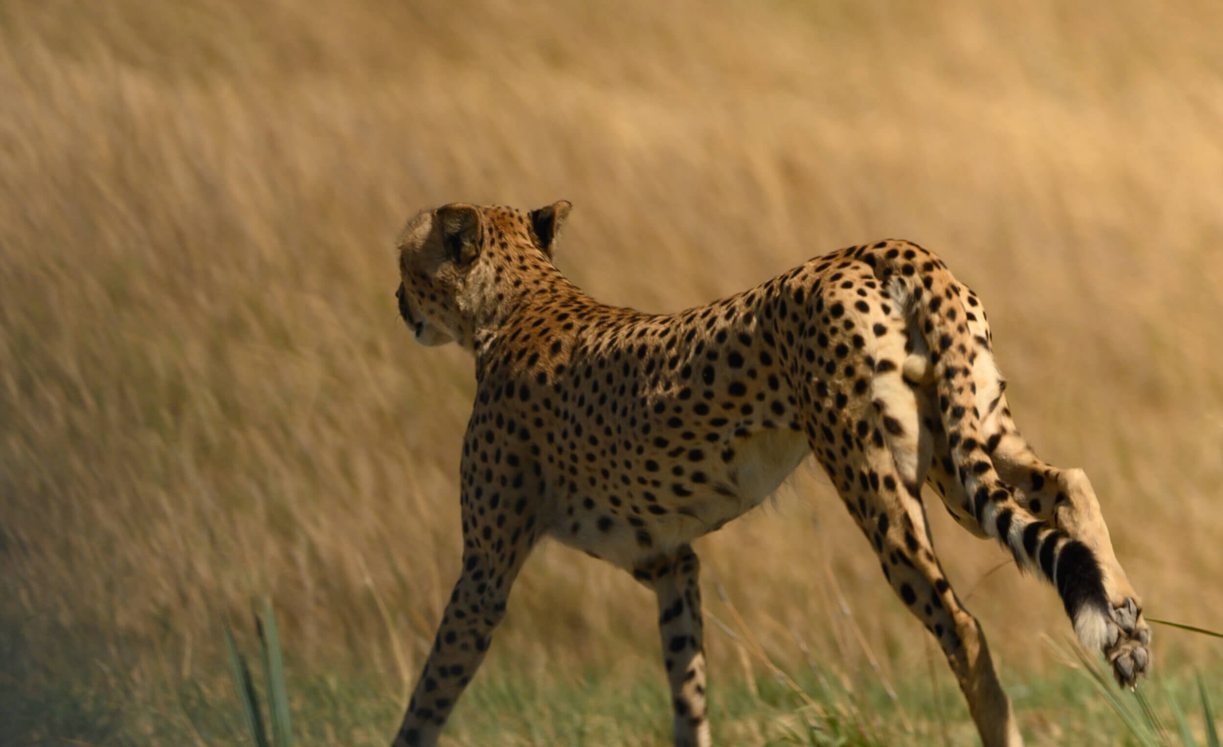 191114-BOTSWANA-956.jpeg