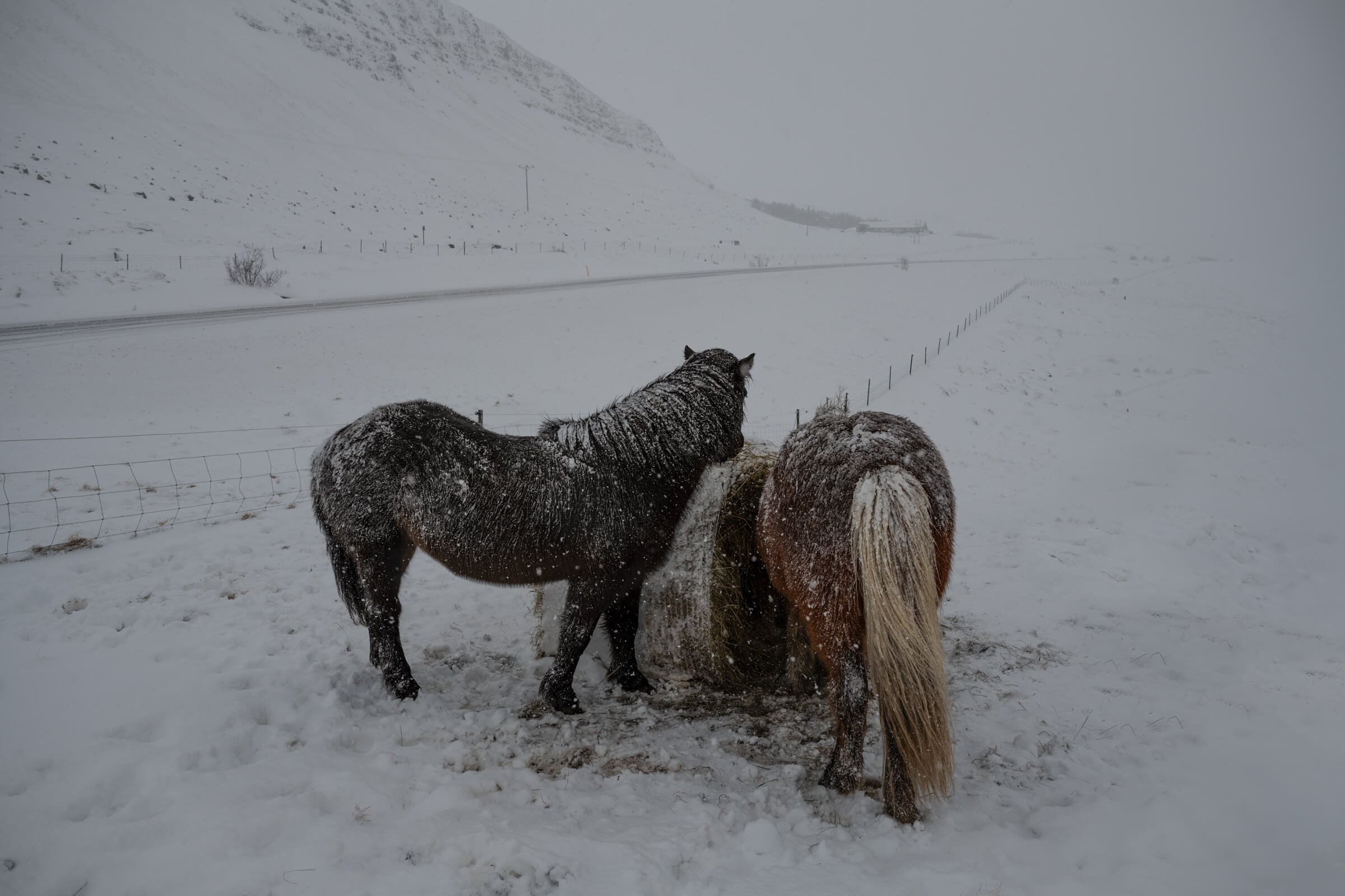 220319-ICELAND 1-13.jpg