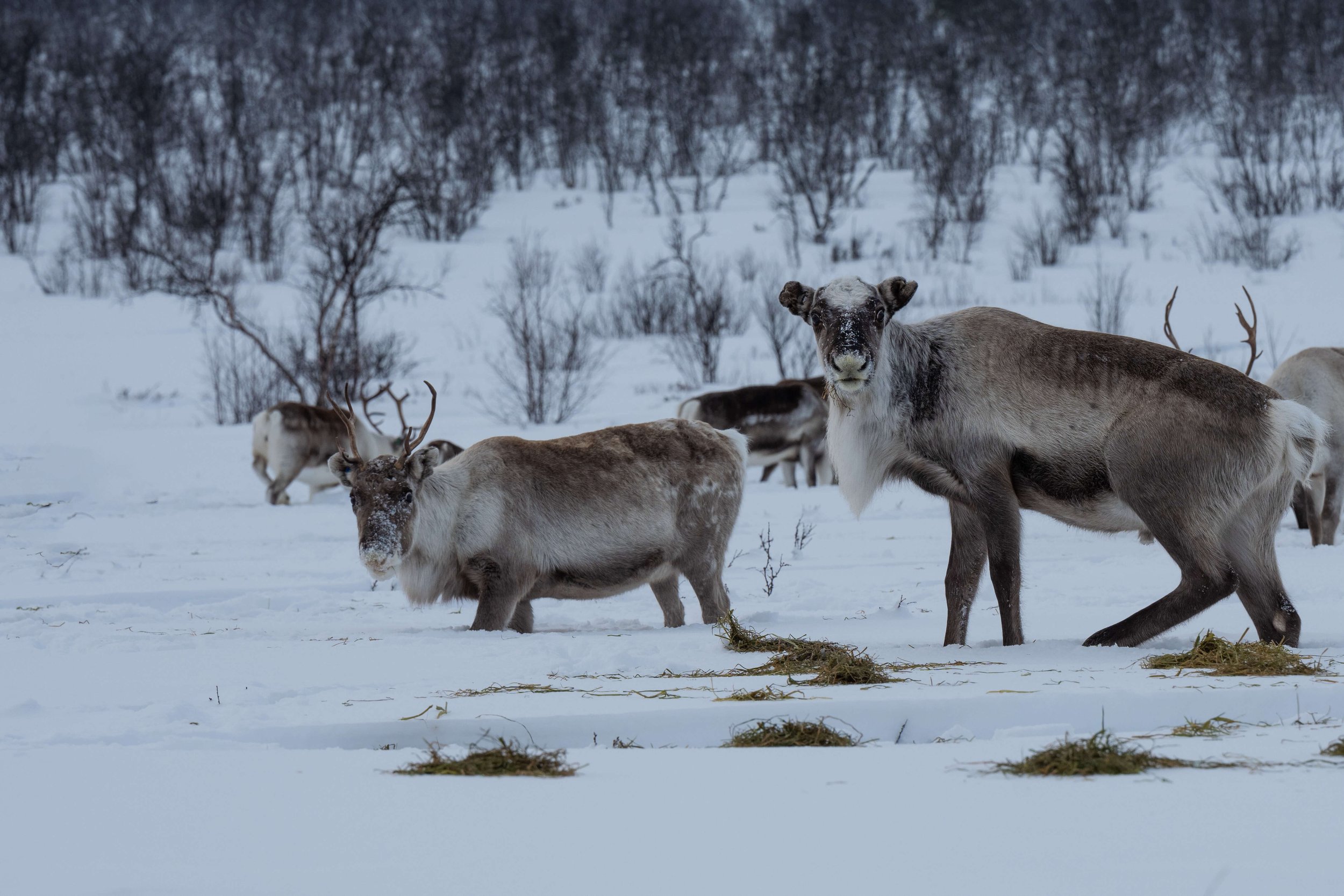 220206-KARASJOK-99.jpg