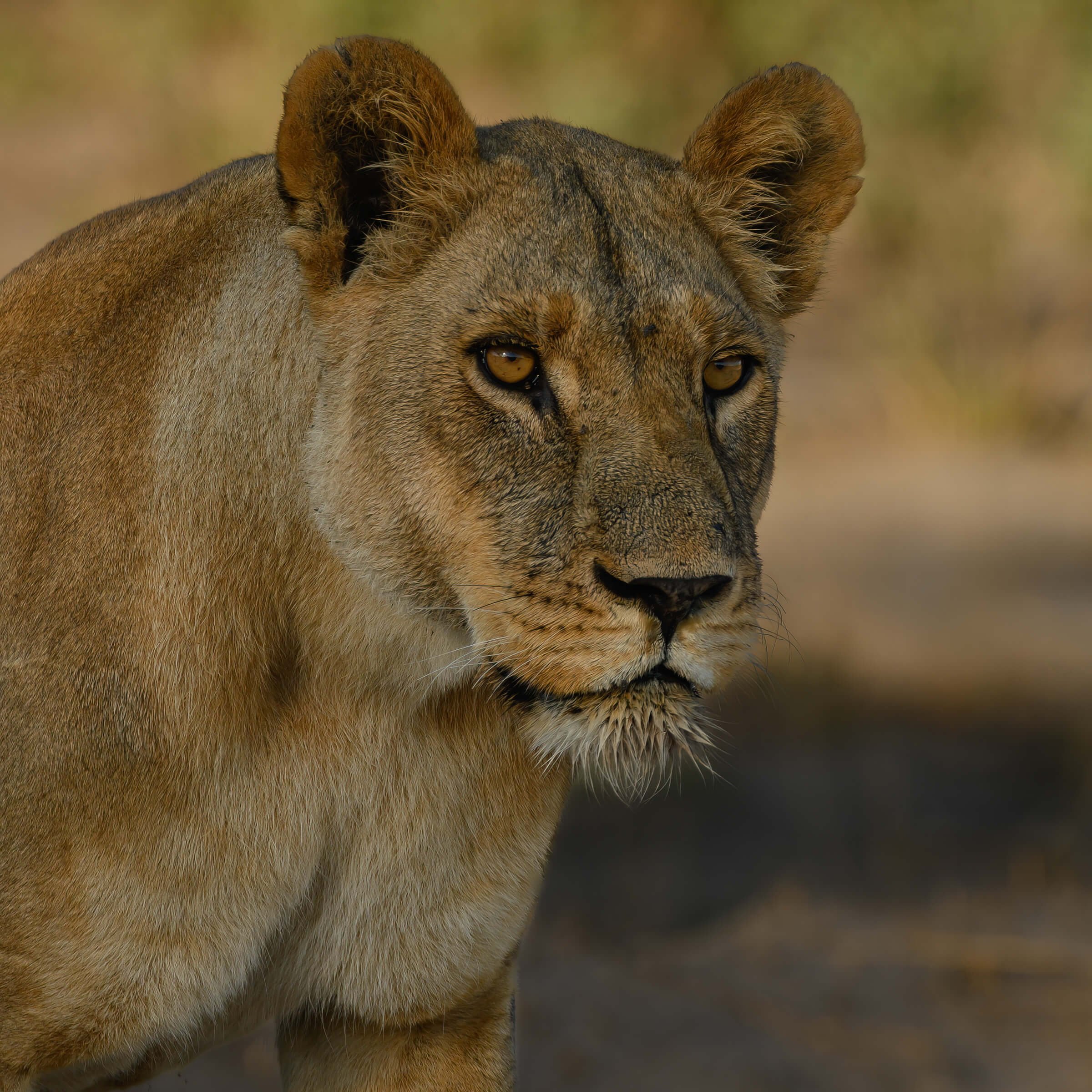 191114-BOTSWANA-917.jpg