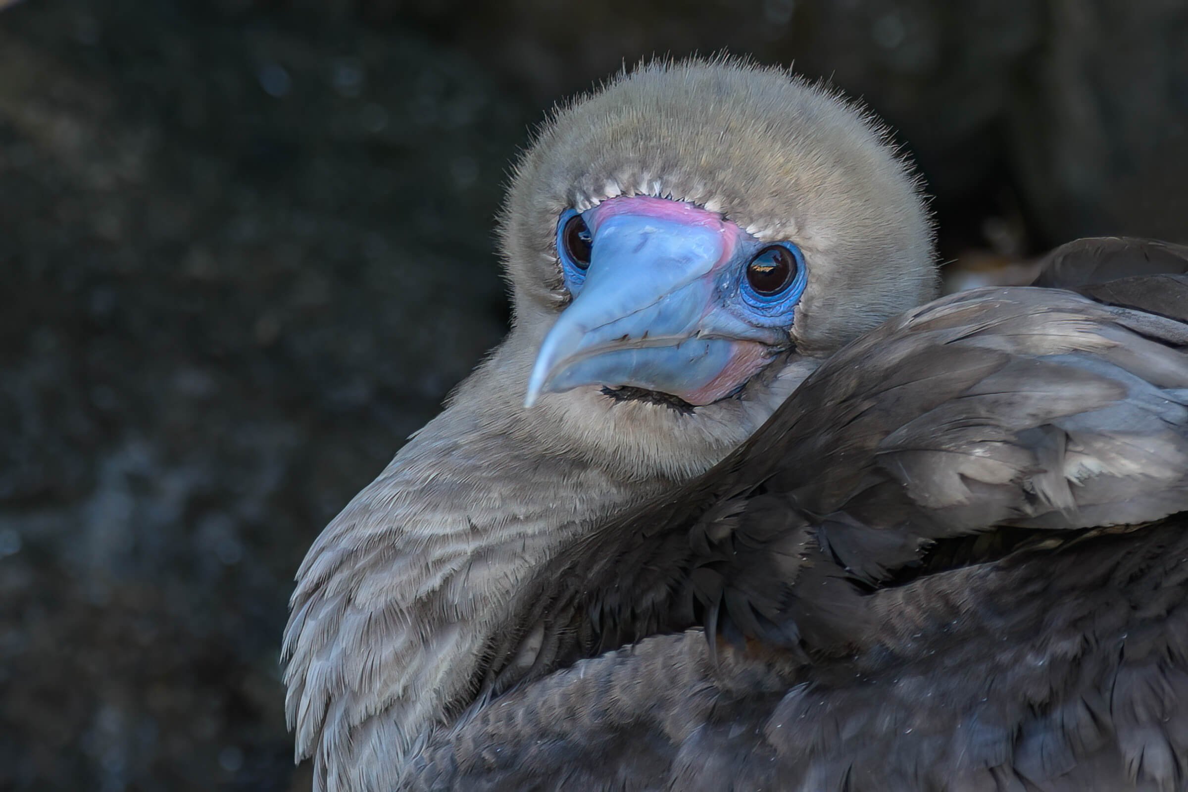 190702-GALAPAGOS-166.jpg