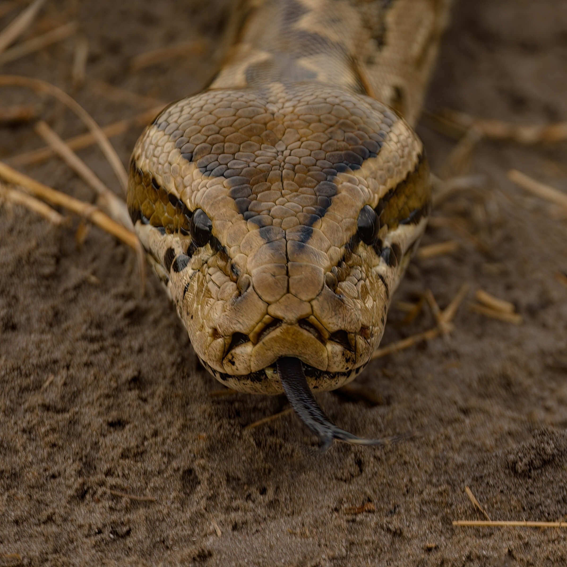 191115-BOTSWANA 2-39.jpg