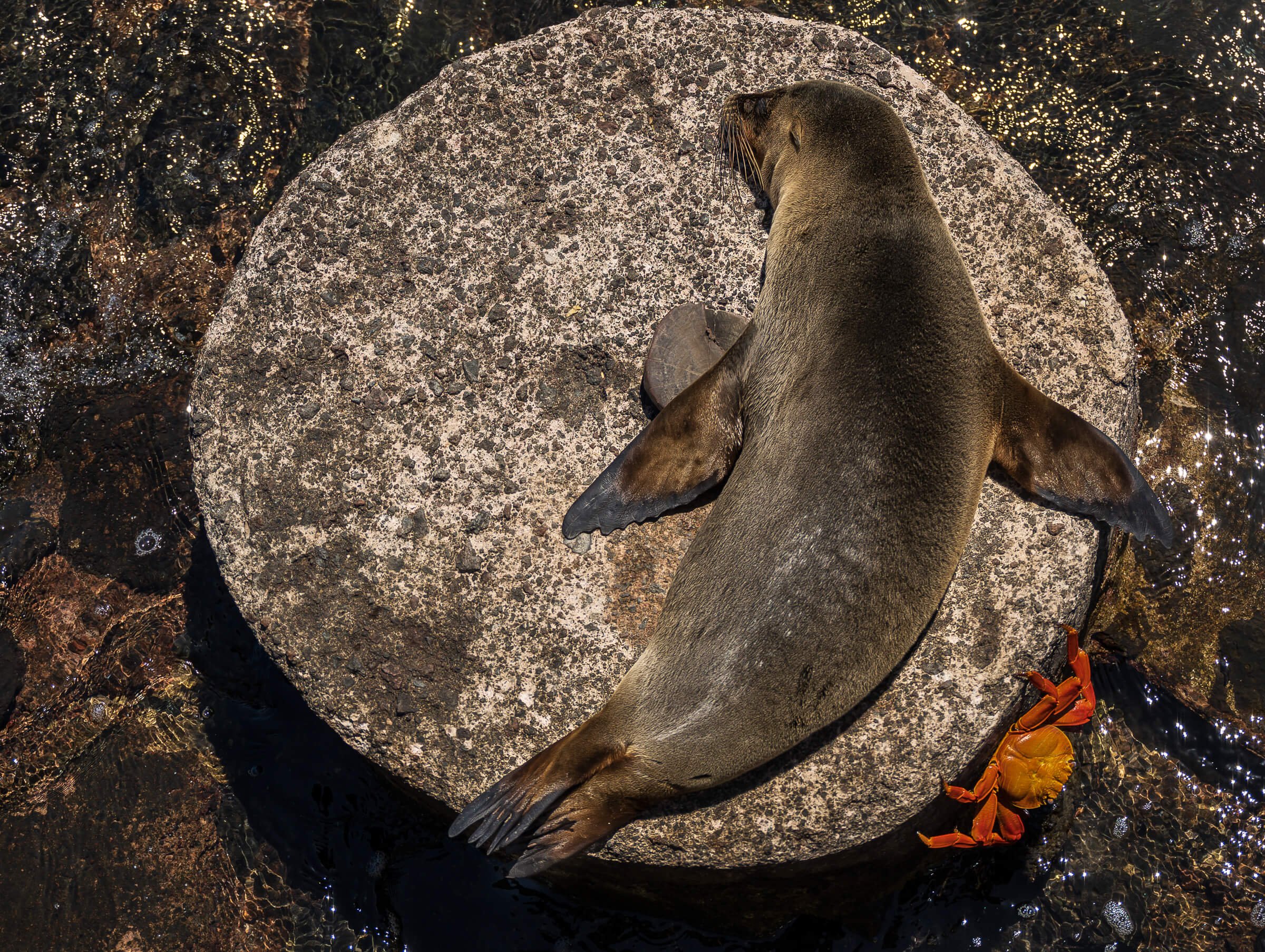 190702-GALAPAGOS-743.jpg