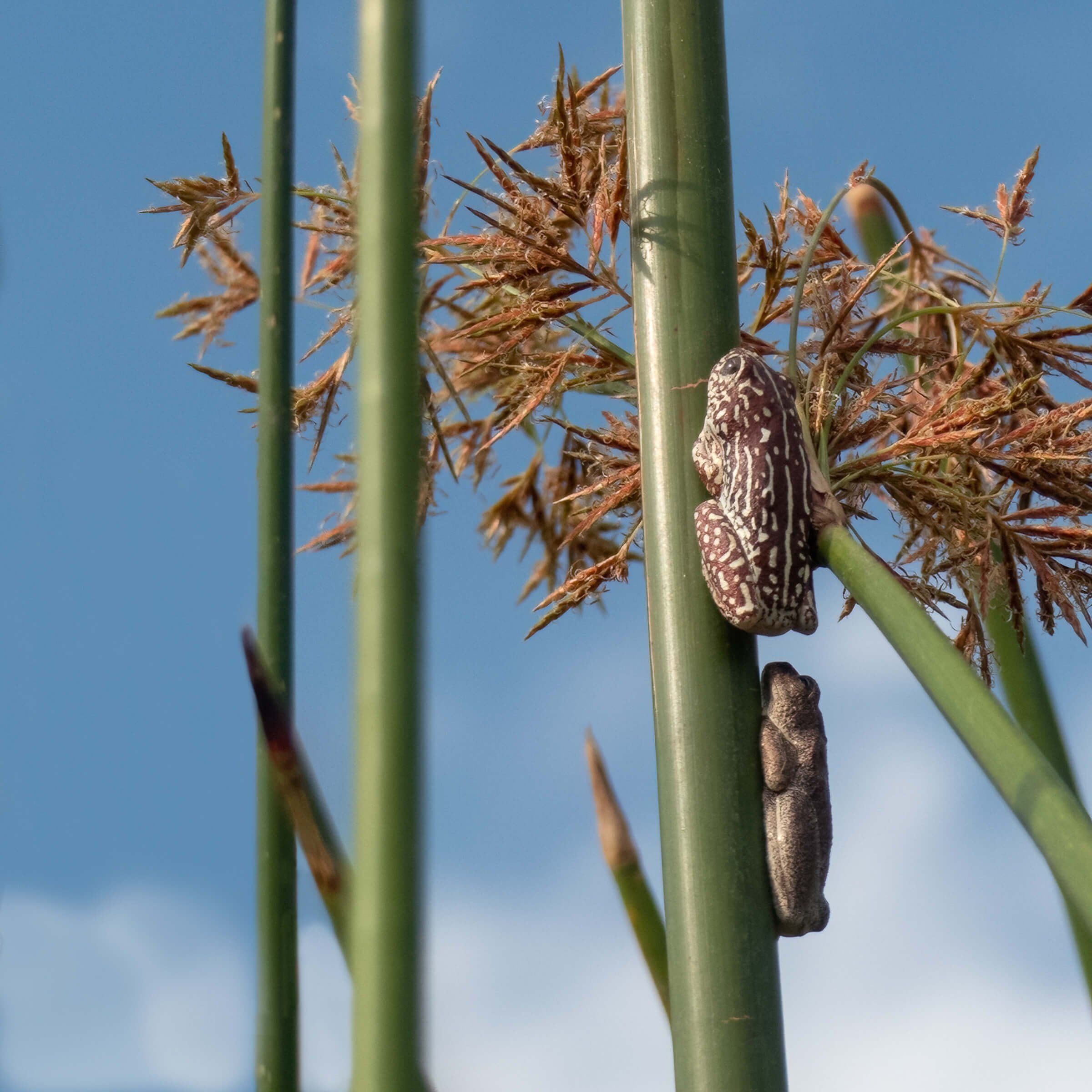 11.04 GOMOTI PLAINS 2-133.jpg